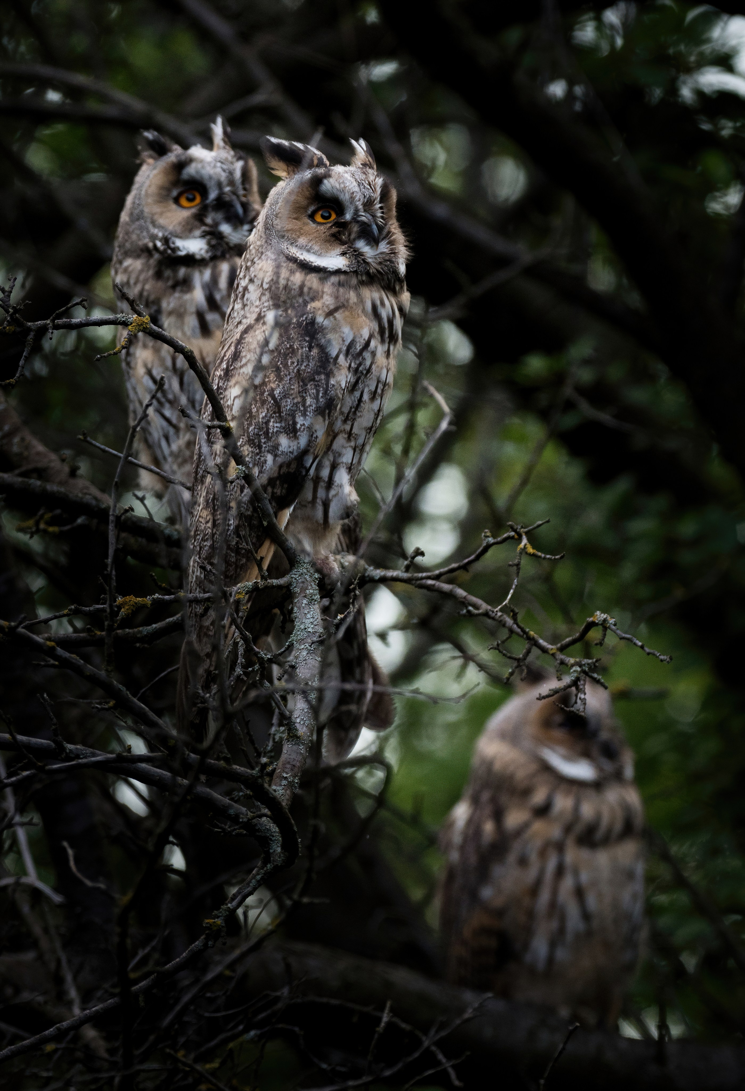 Птицы и животные. Oles Paritskiy