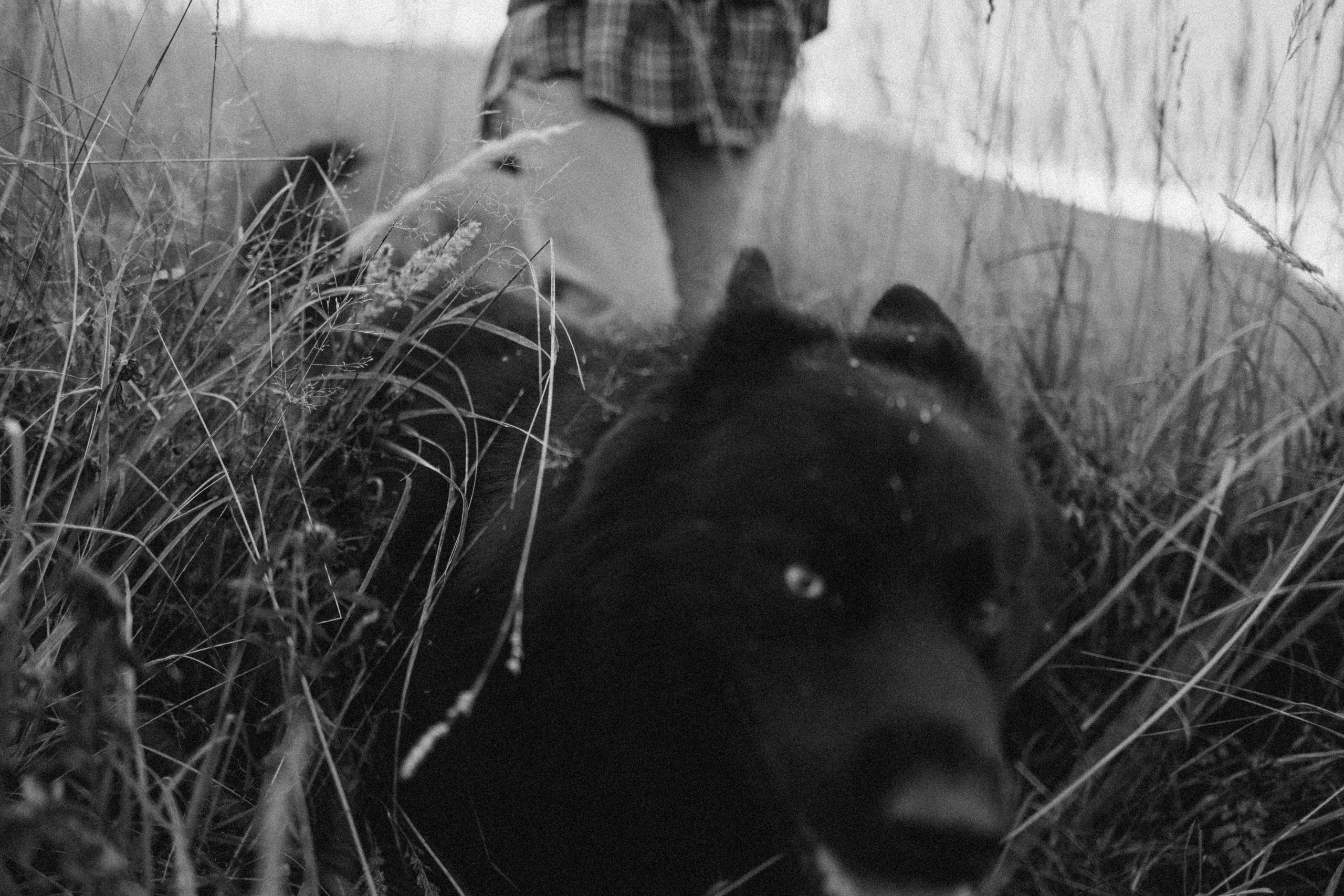 Лора и Джанго. Фотограф — Анималист | Санкт-Петербург