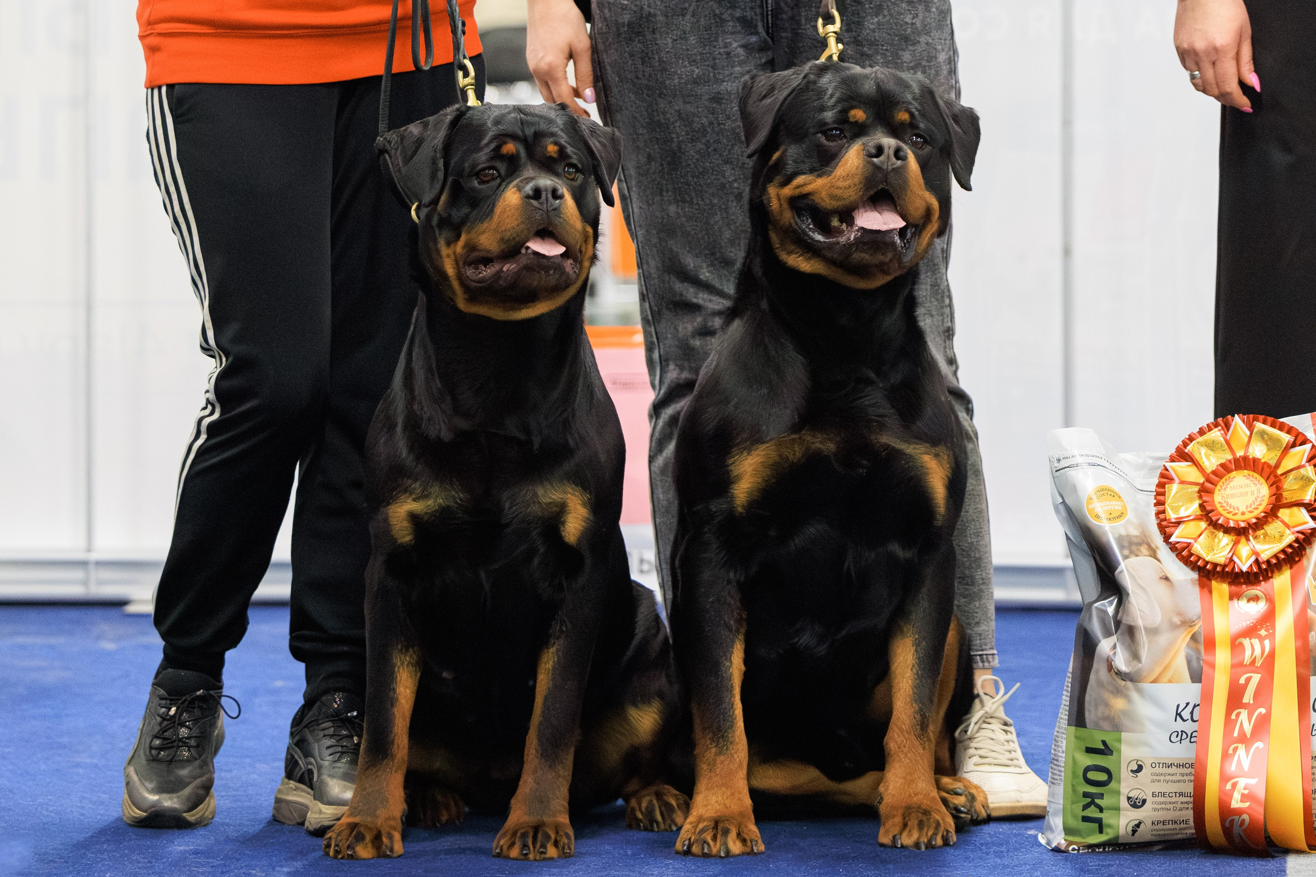 Сфера 08 и 10.03.2024 2хмоно ротвейлеров+2хмоно сао. Фотограф-анималист Юлия Германика