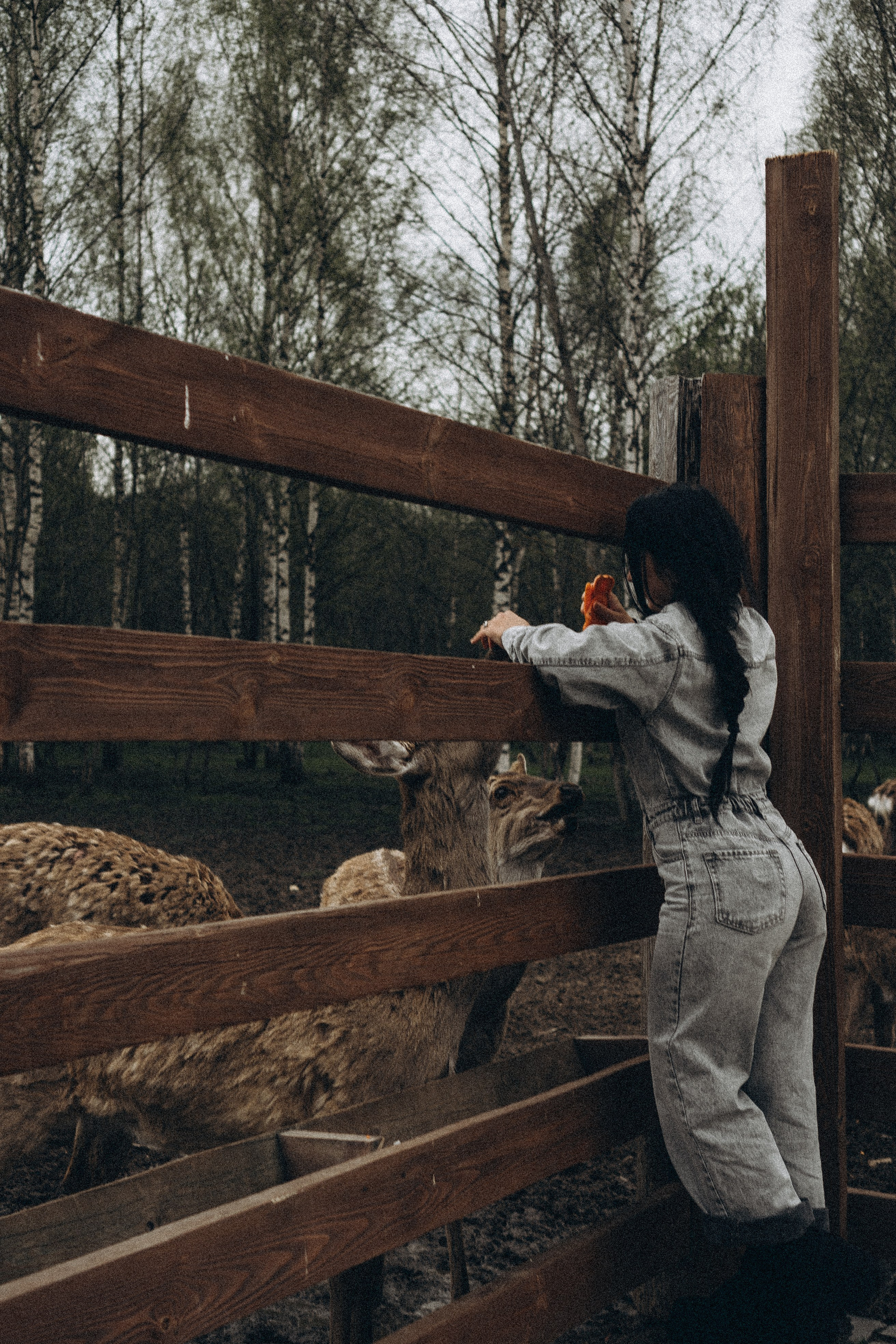 ОЛЕНЬЯ ФЕРМА В ТВЕРИ. Профессиональный фотограф, Санкт-Петербург — Виктория Богомолова