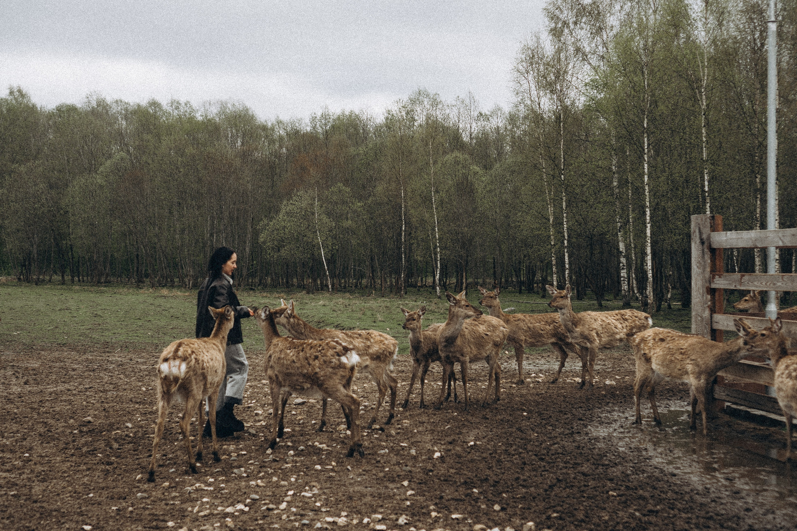 ОЛЕНЬЯ ФЕРМА В ТВЕРИ. Профессиональный фотограф, Санкт-Петербург — Виктория Богомолова