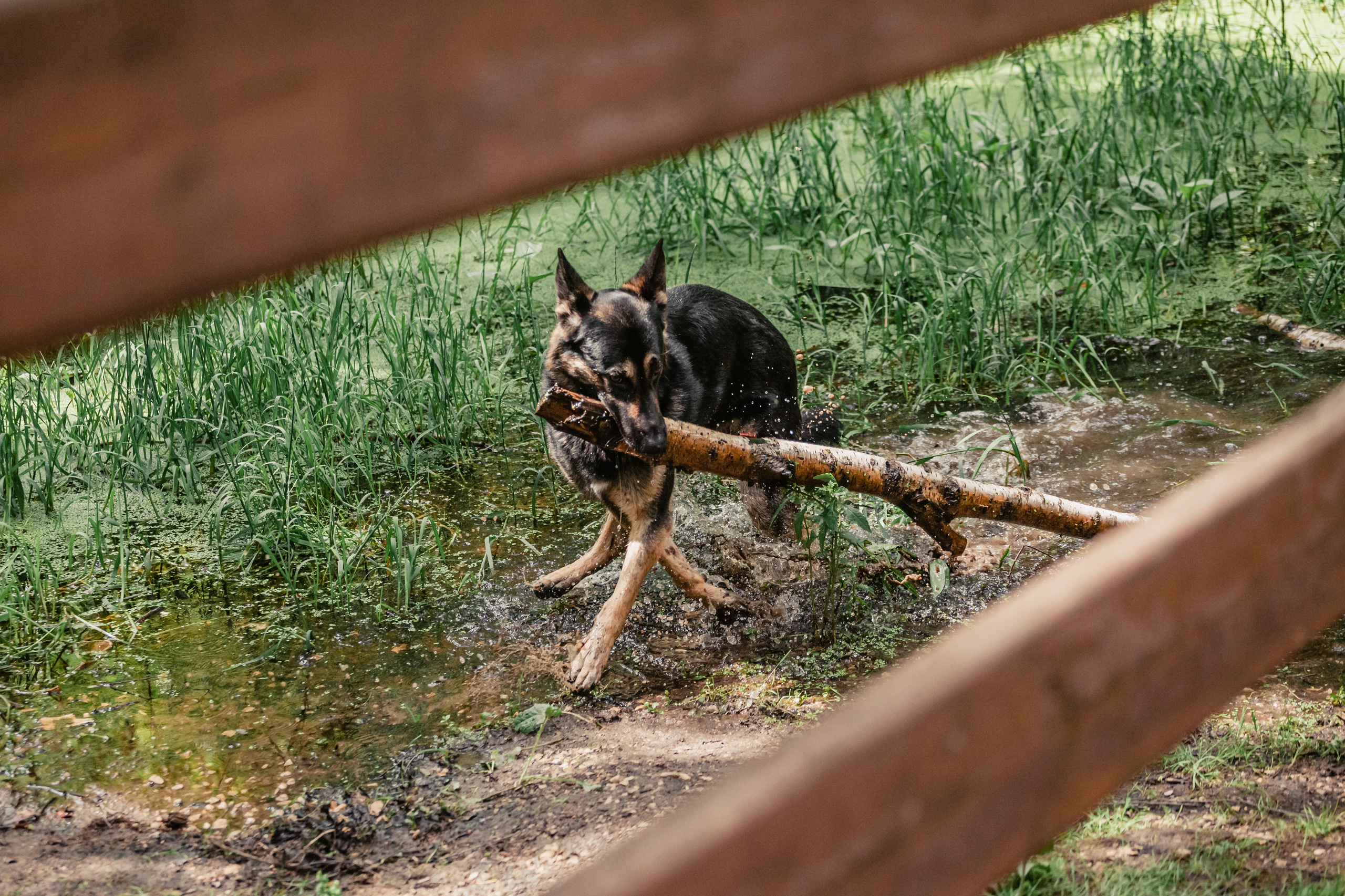 Лесная летняя фотопрогулка. Фотограф-анималист Татьяна Степанова
