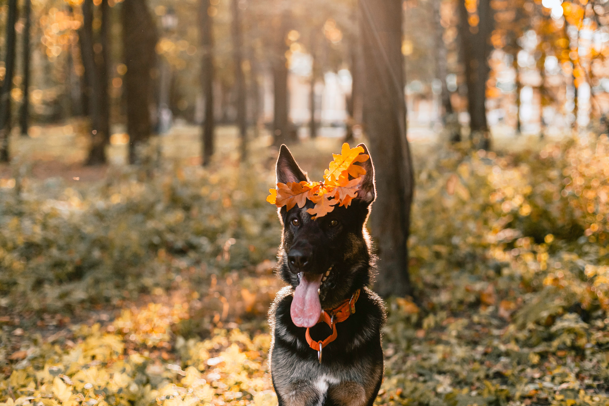 Илай. Фотограф-анималист Татьяна Степанова