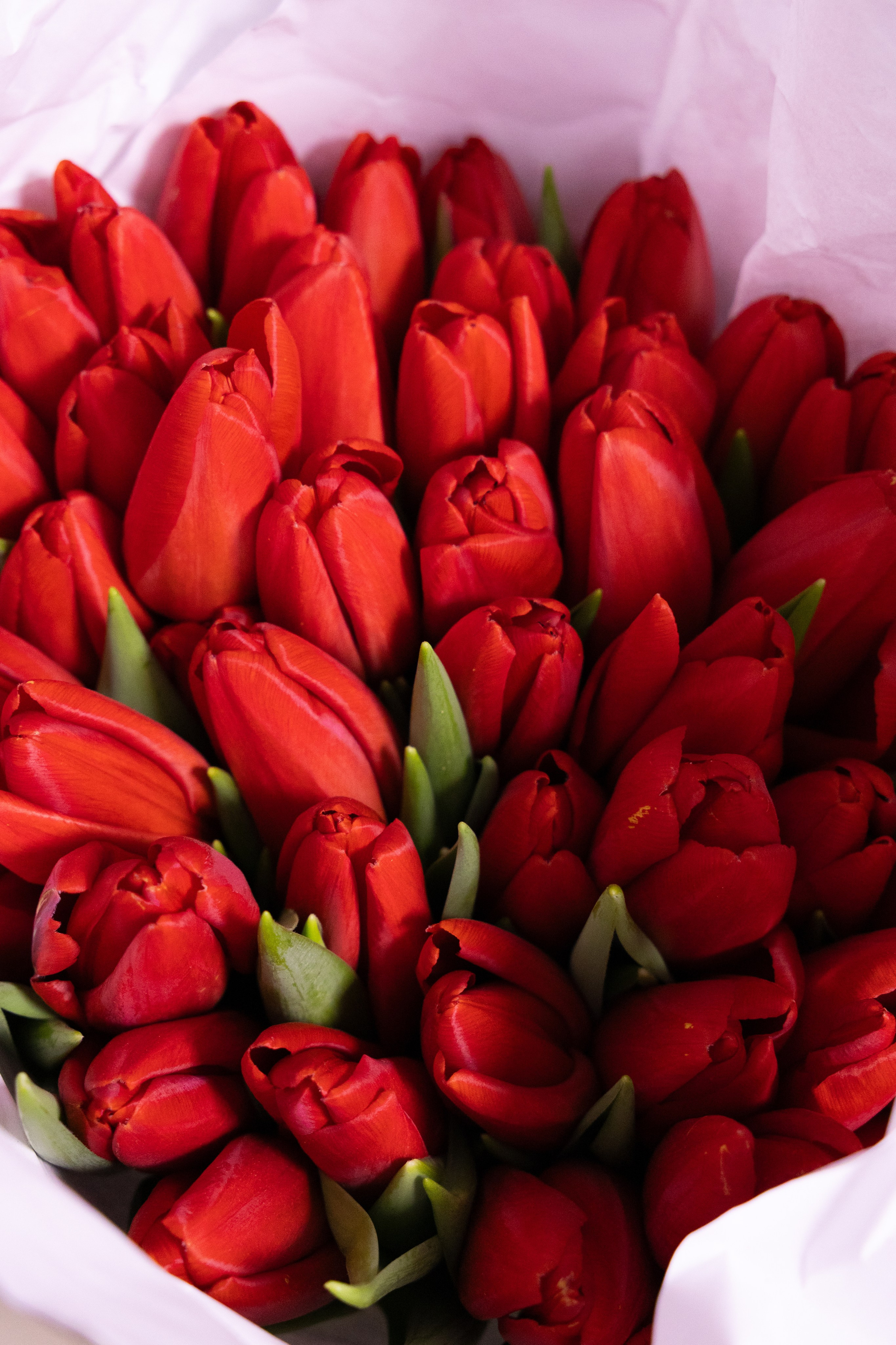 большой букет красных тюльпанов