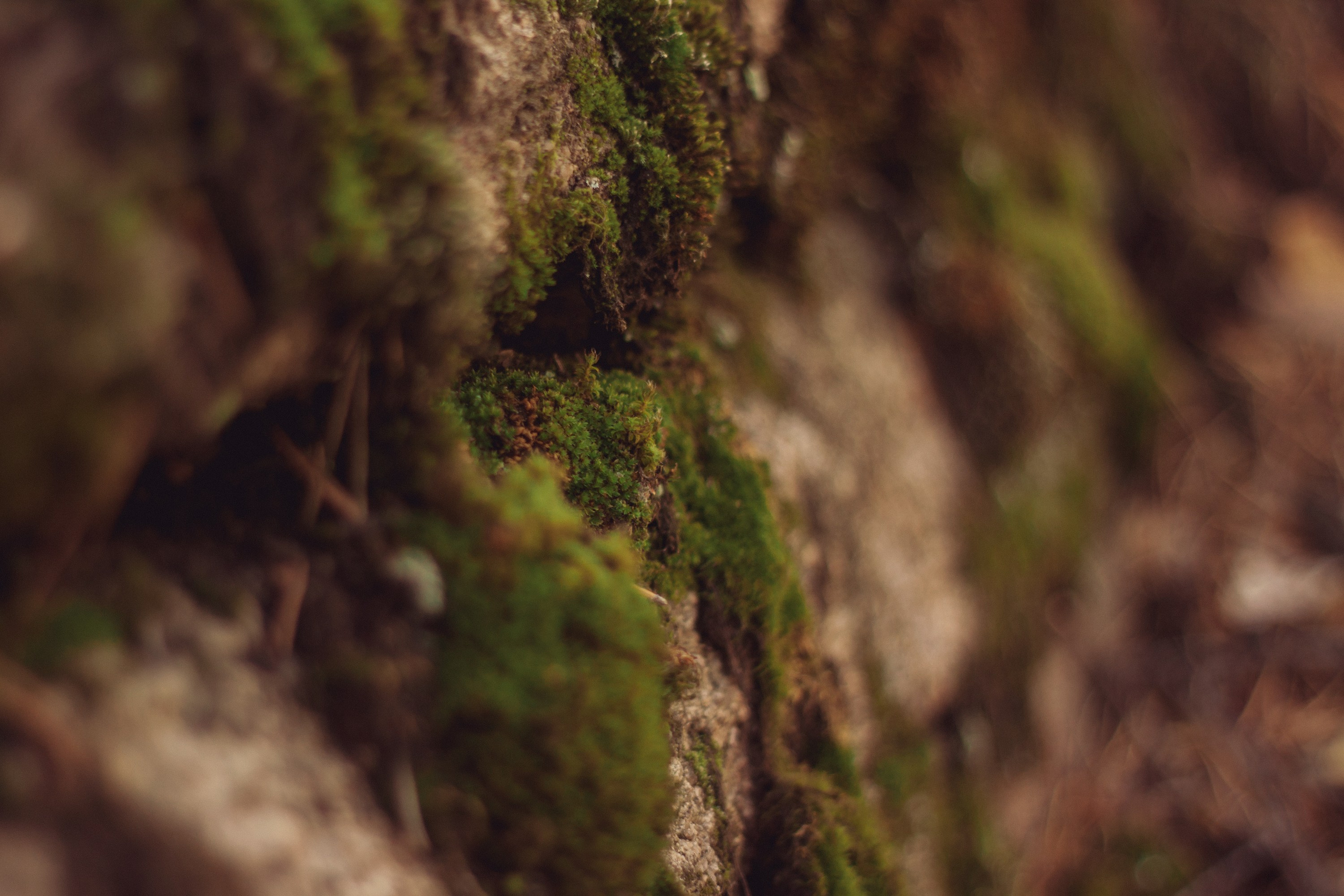 Саша во мхах / Каркаралинск. Фотограф Наталья Гончарова. Снимаю живые портреты в Алматы