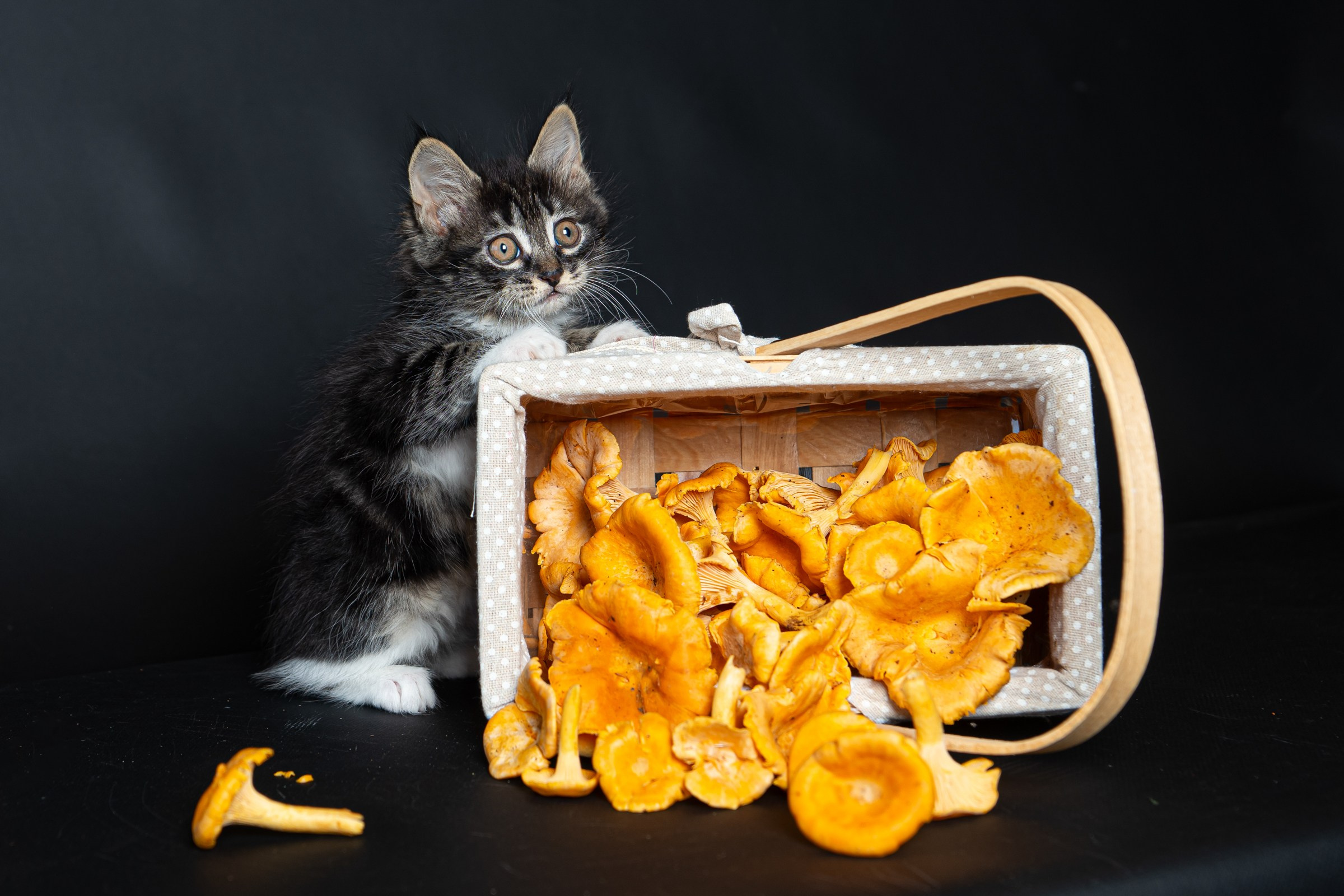 Курильский бобтейл. Фотограф на Камчатке Анна Моргачёва. Семейные и детские съёмки