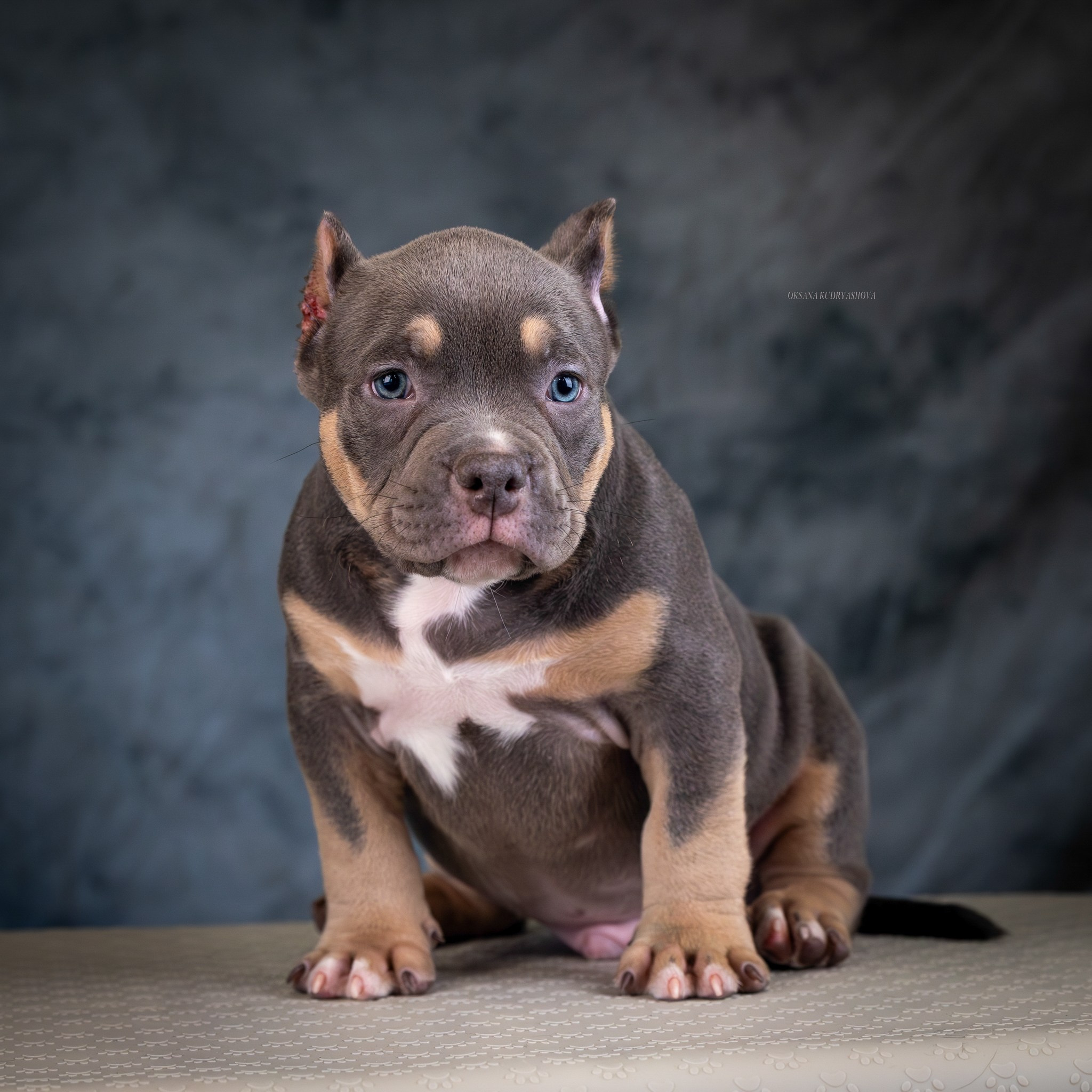 Американский булли!. Фотограф 📸 анималист, предметный, репортажный