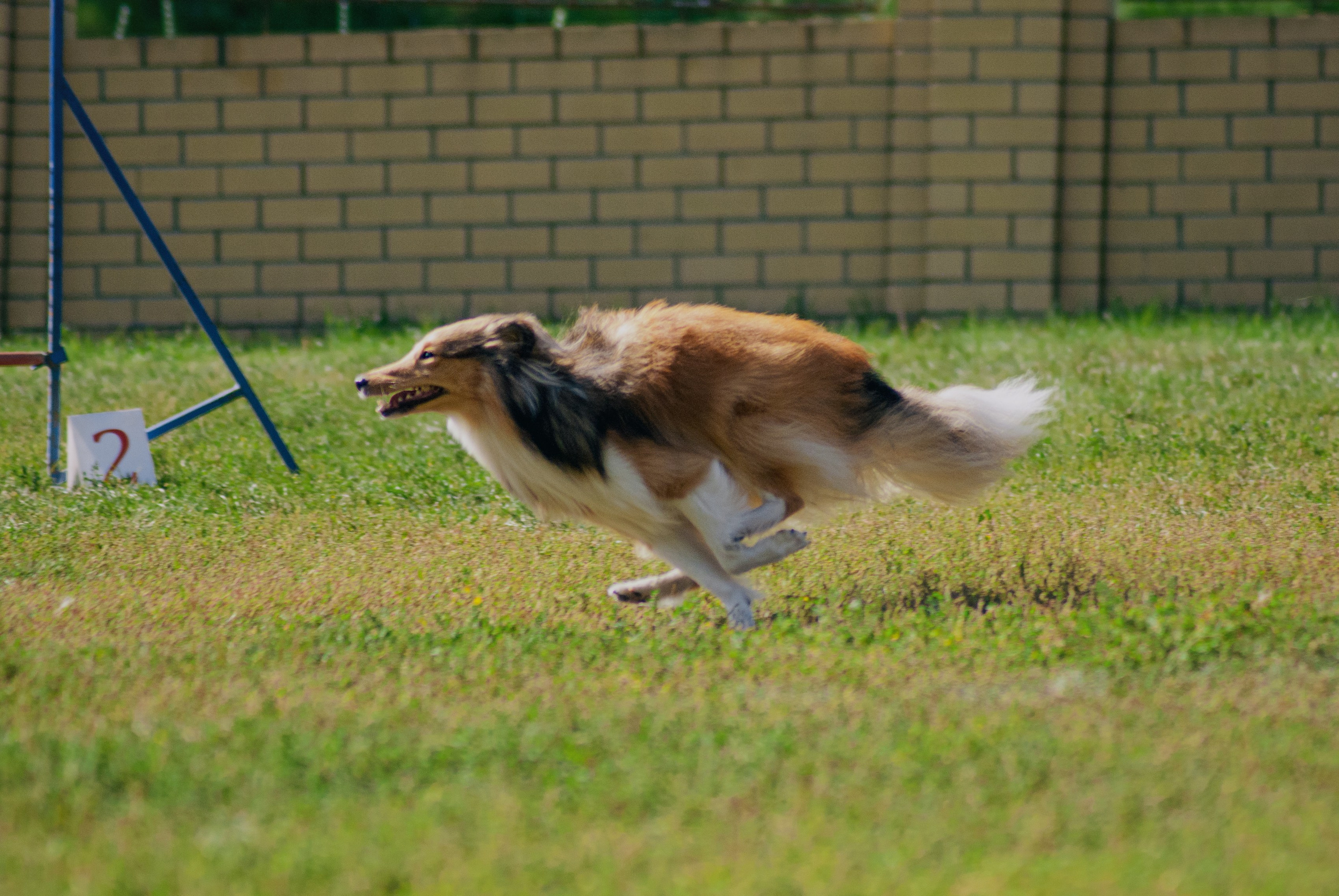 Аджилити. Фотограф в Тюмени Лизавета Сапицкая