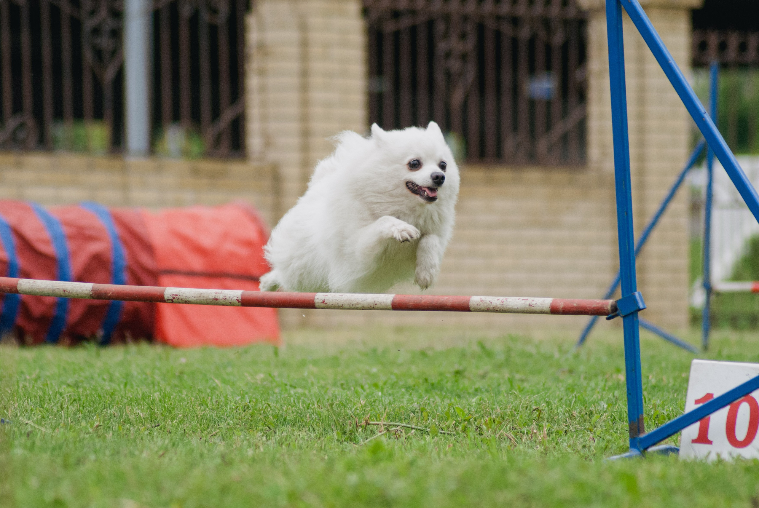 Аджилити. Фотограф в Тюмени Лизавета Сапицкая