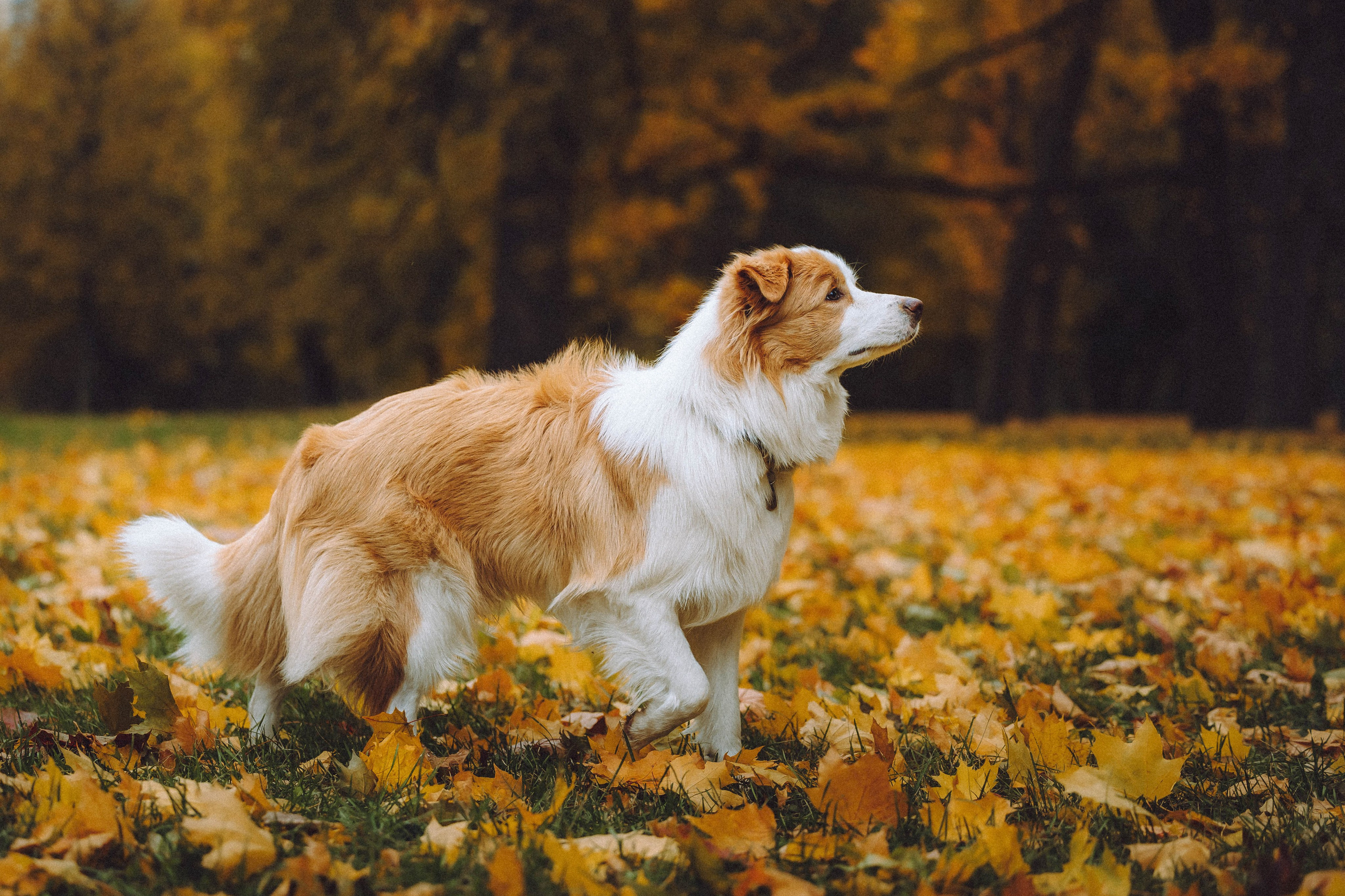 Алина, Витя и Асти