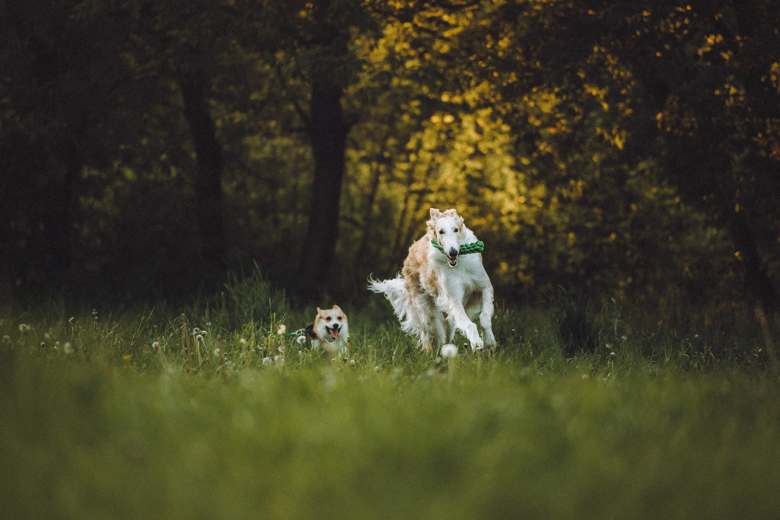 Илай, Зайка и их семья