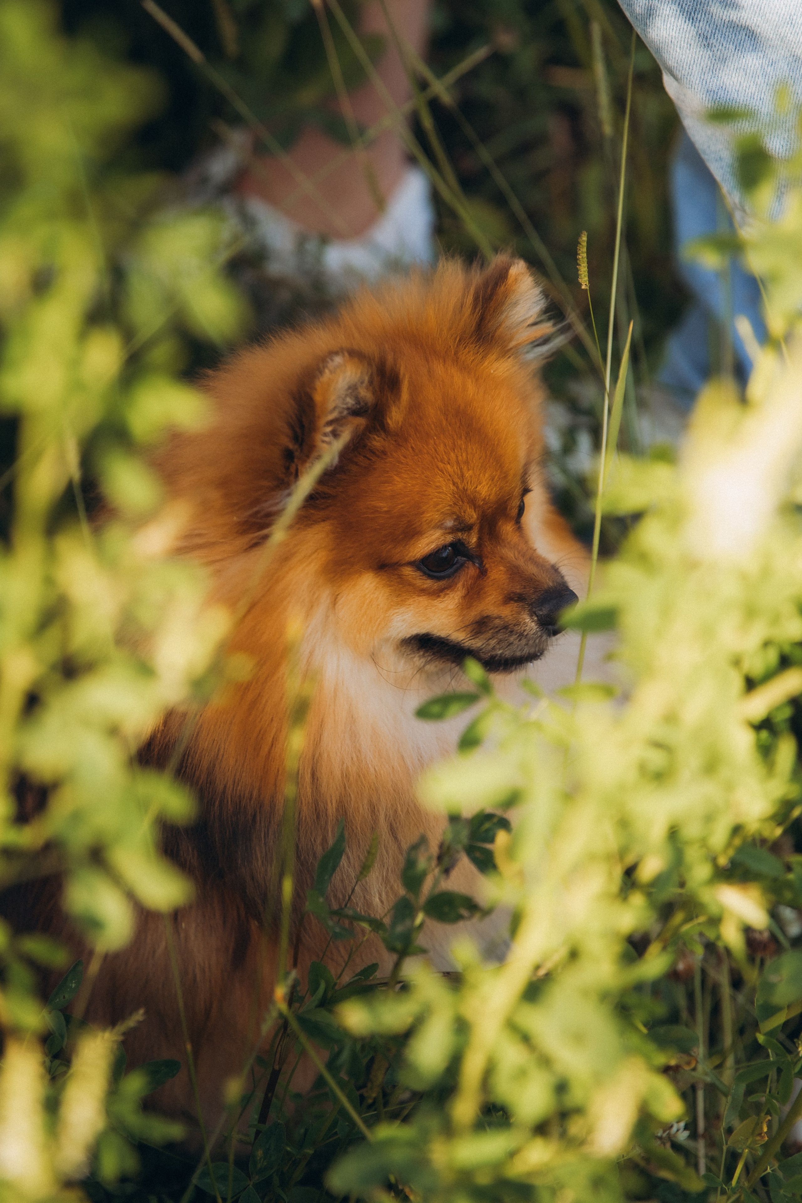 АЛЕНКА, АНДРЕЙ И МАЛЫШ АРЧИК. Женский и семейный фотограф Елена Петрова