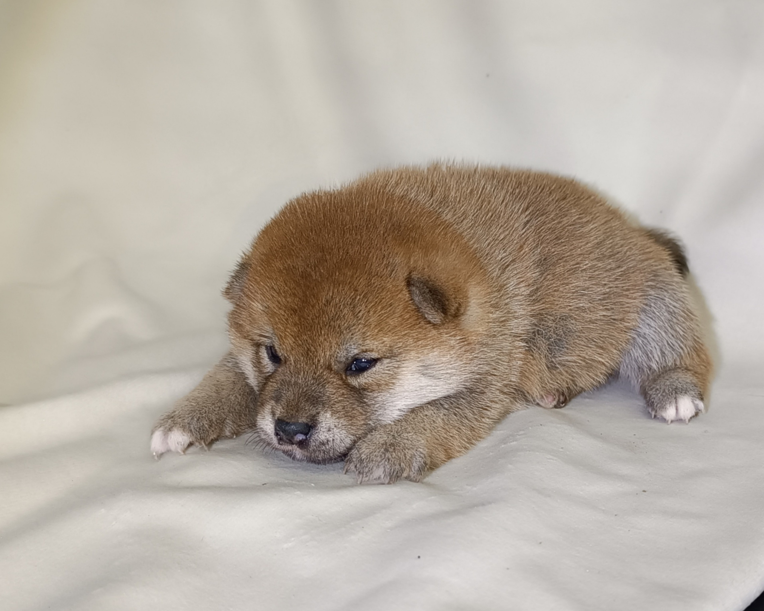 сиба питомник Рубилайт щенки на продажу rubylight  сиба щенки купить СПб Санкт-Петербург 