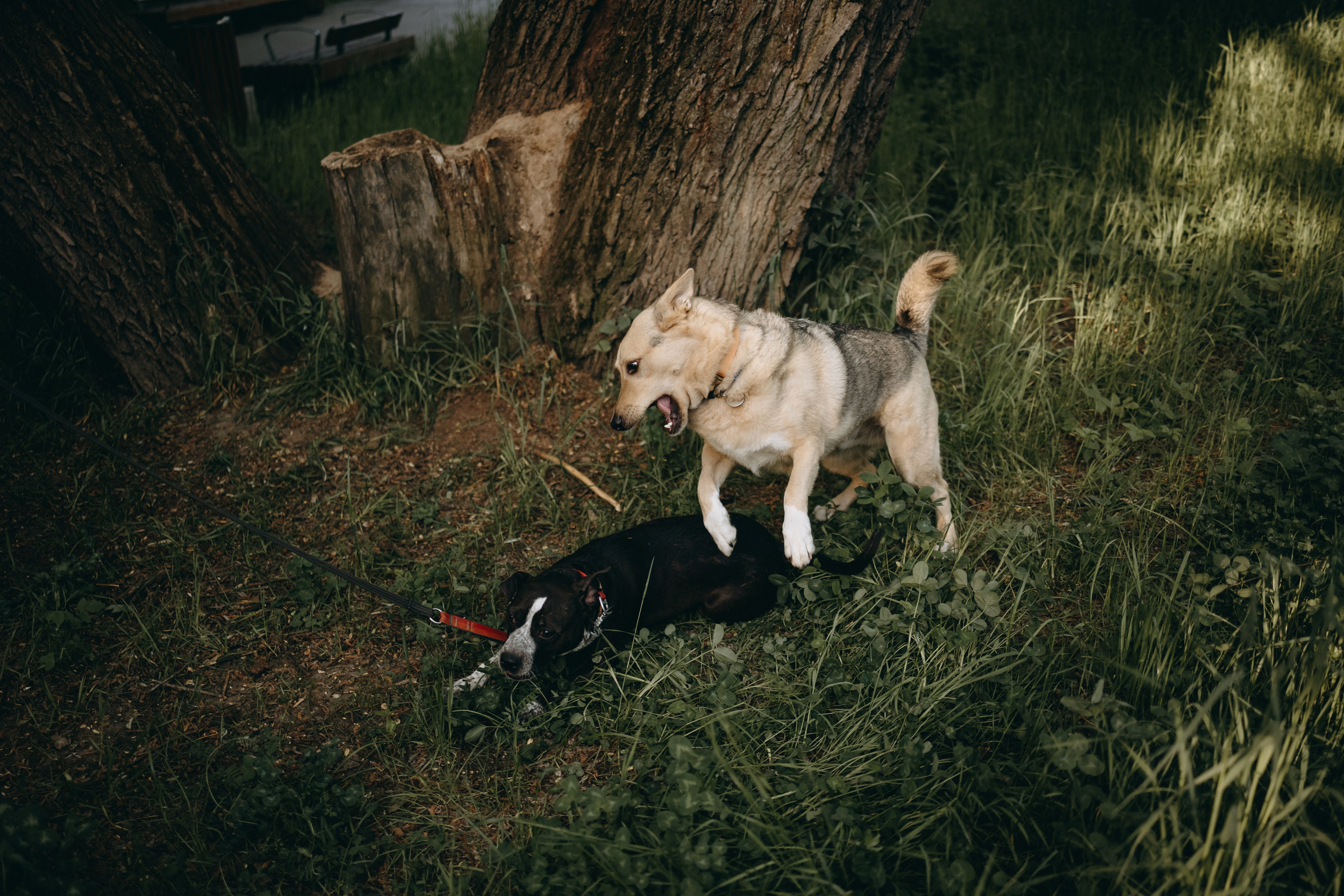 Татьяна, Сергей и их Булочка и Пончик. Фотограф — Анималист | Санкт-Петербург