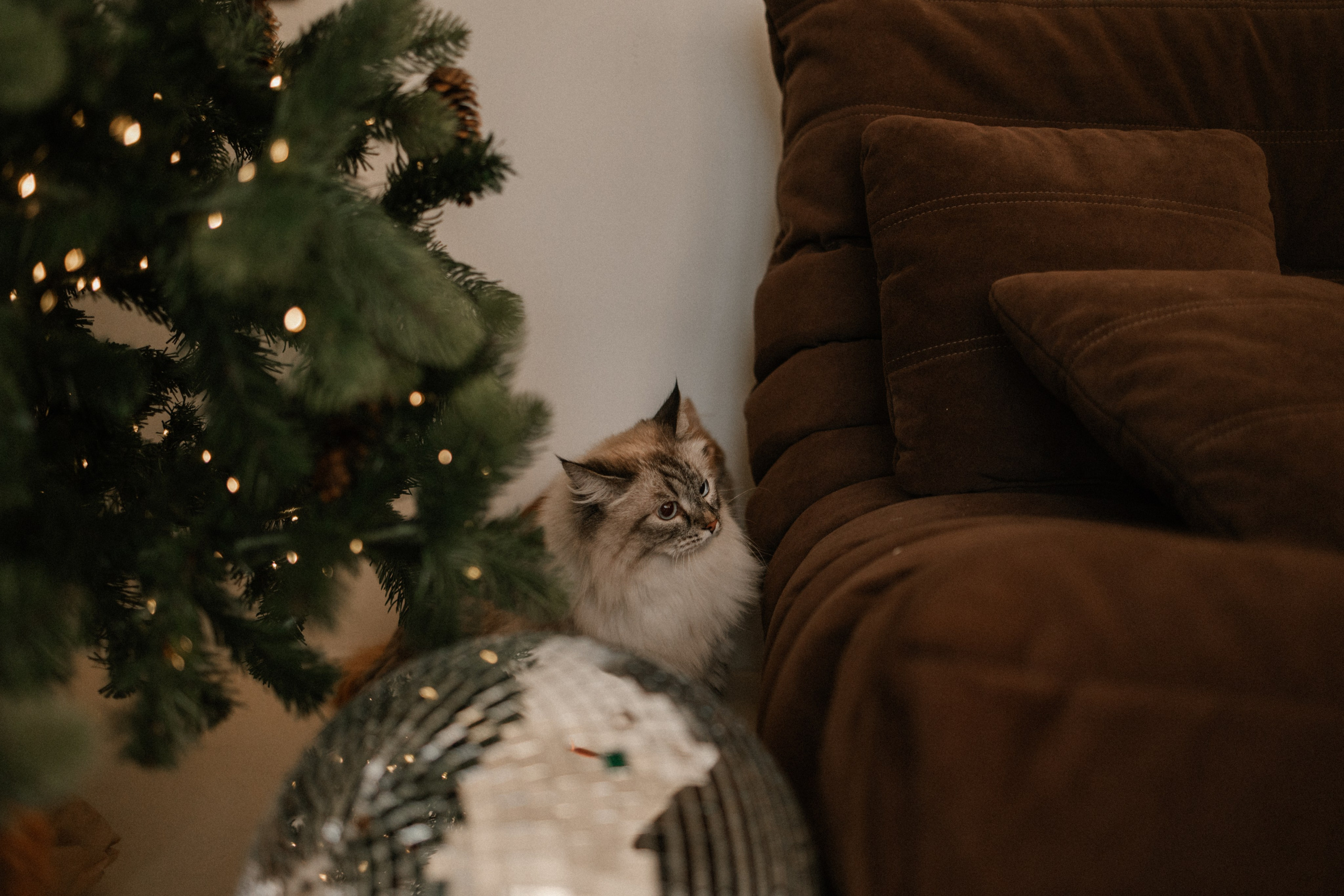 Камилла и ее девочки. Фотограф — Анималист | Санкт-Петербург