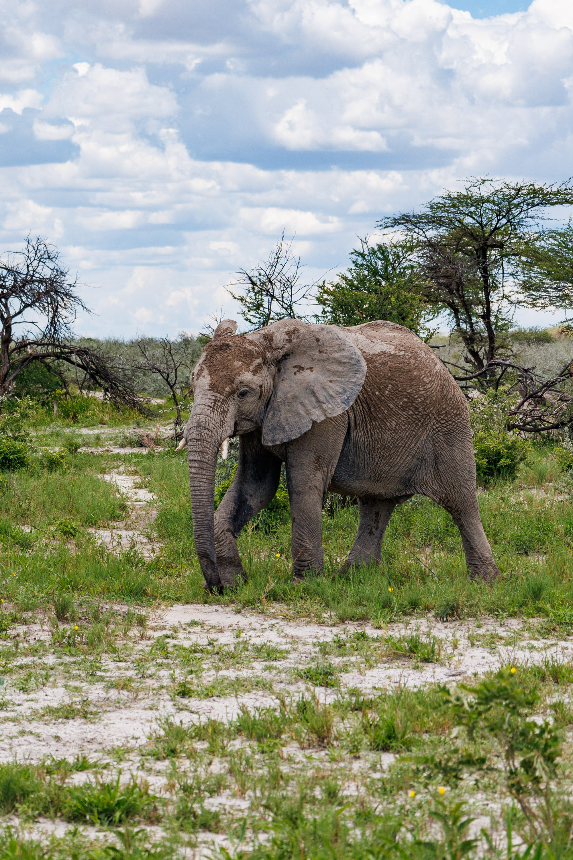 НАМИБИЯ. Роадтрип