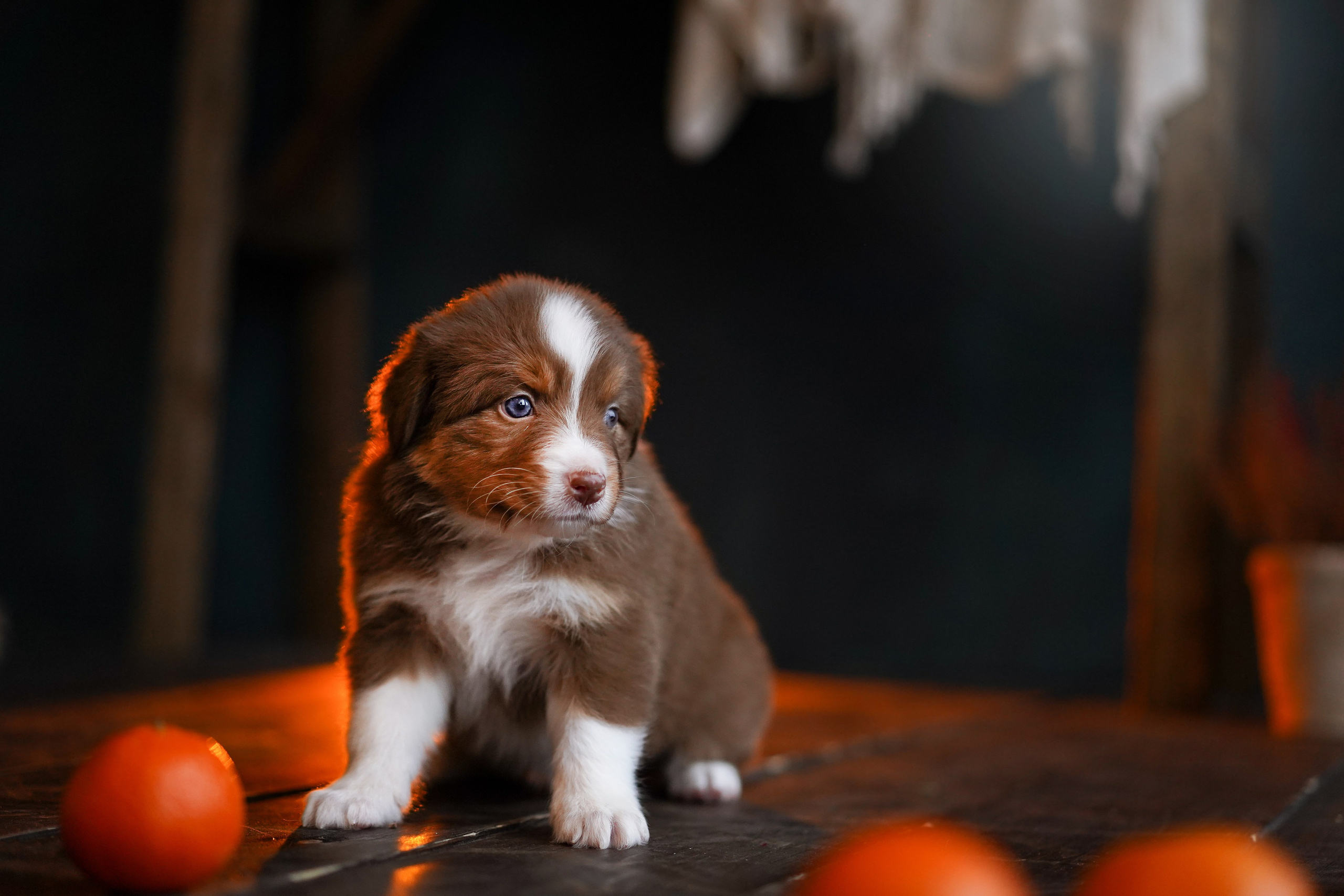 Щенки австралийской овчарки. Фотограф-анималист в Санкт-Петербурге Яна Мартынова