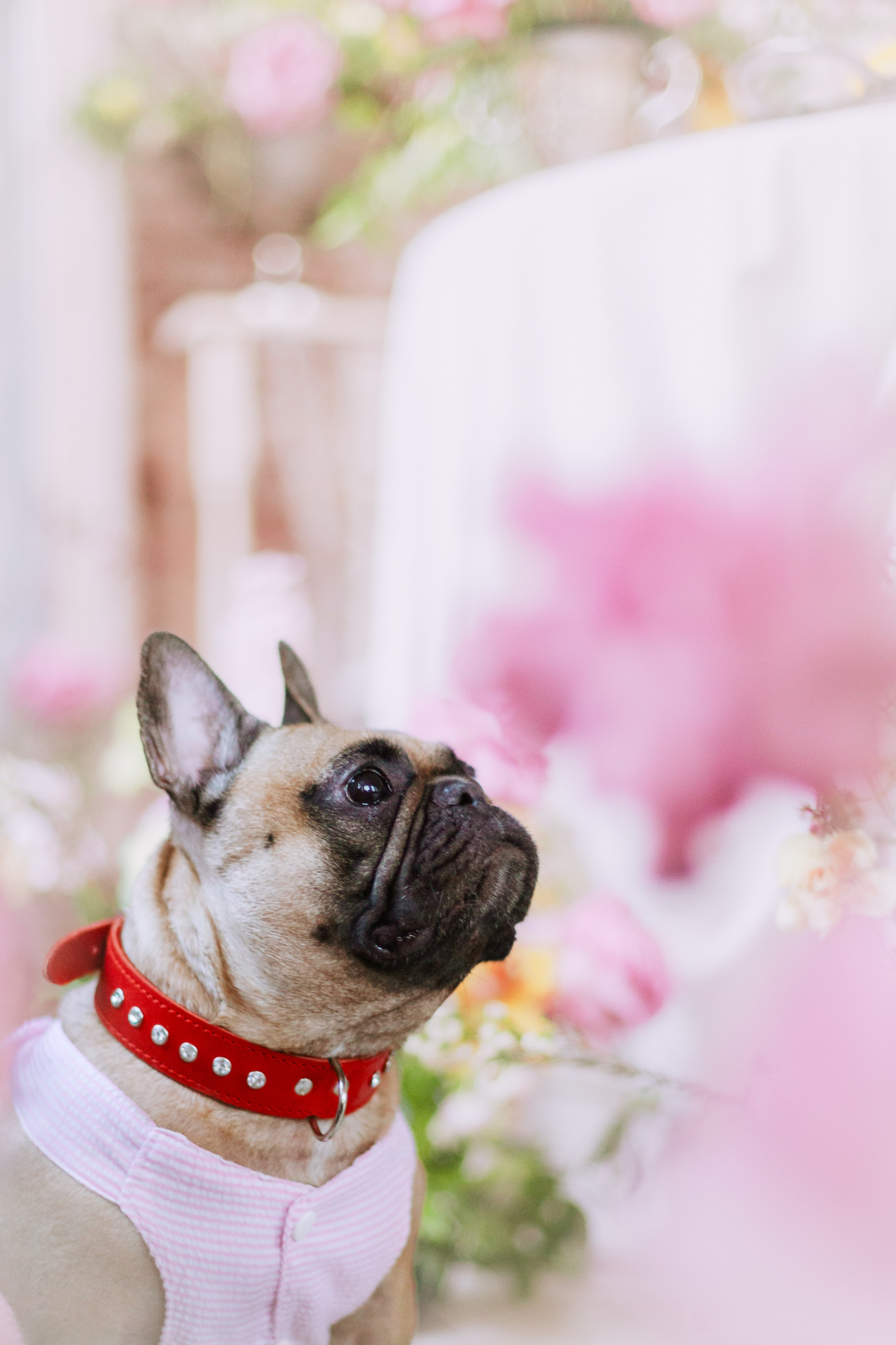 Наталья и Фрося. Фотограф-анималист Татьяна Степанова