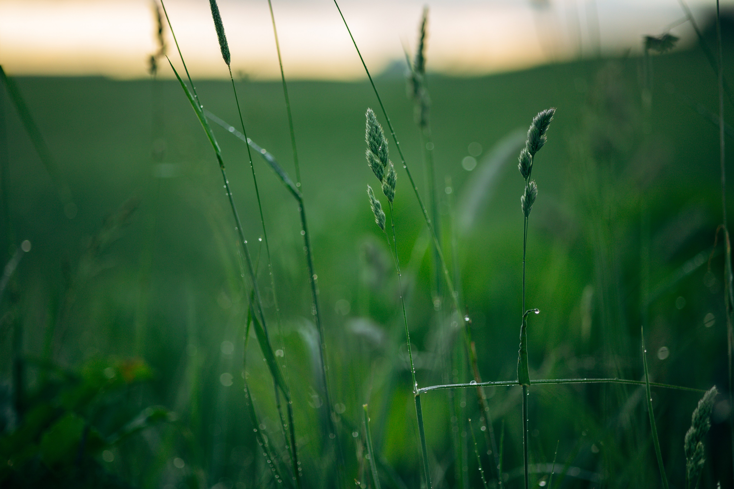 Юля и Руби. Фотограф — Анималист | Санкт-Петербург