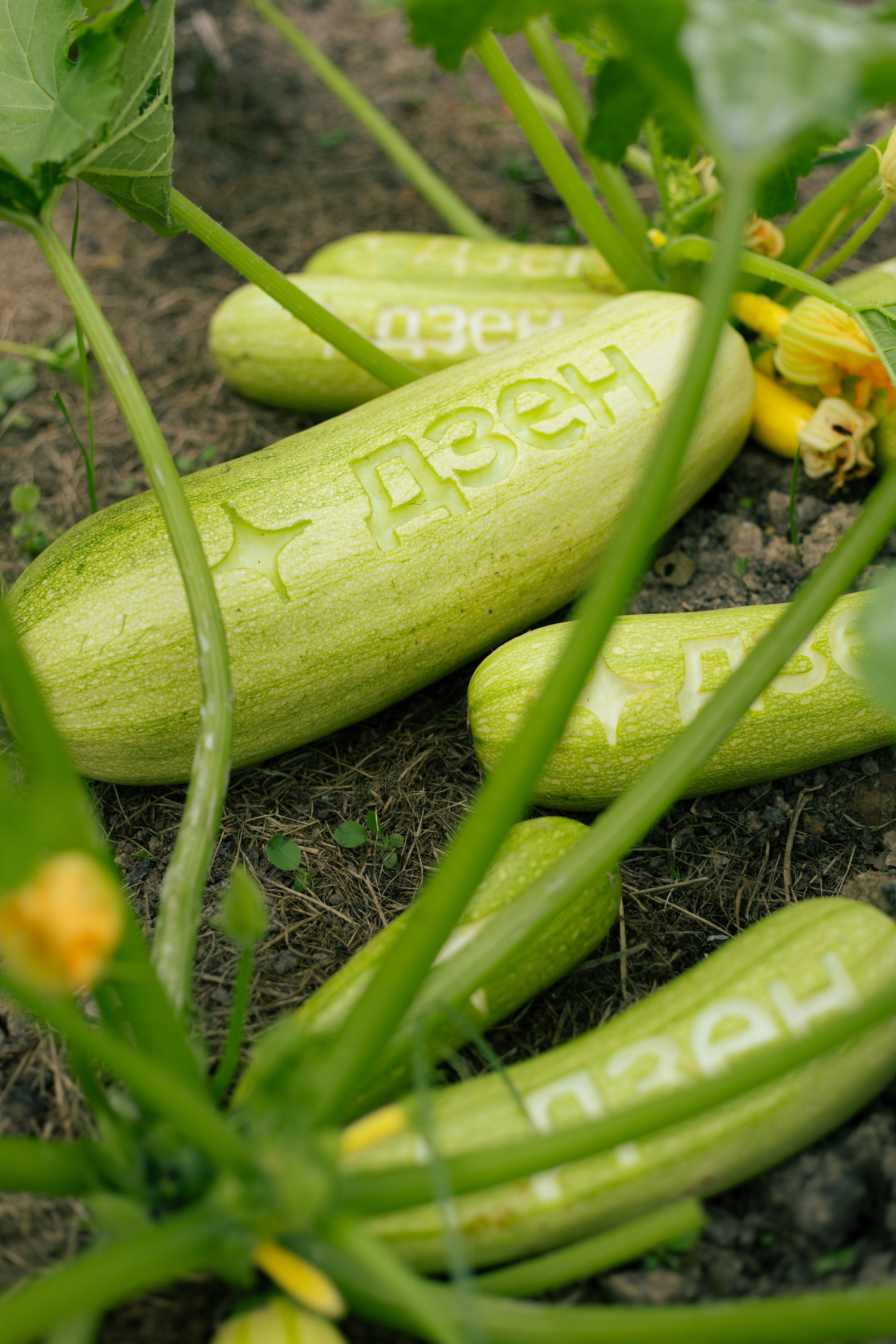 Яндекс Дзен. Предметный фотограф Москва Глухарёва Оля