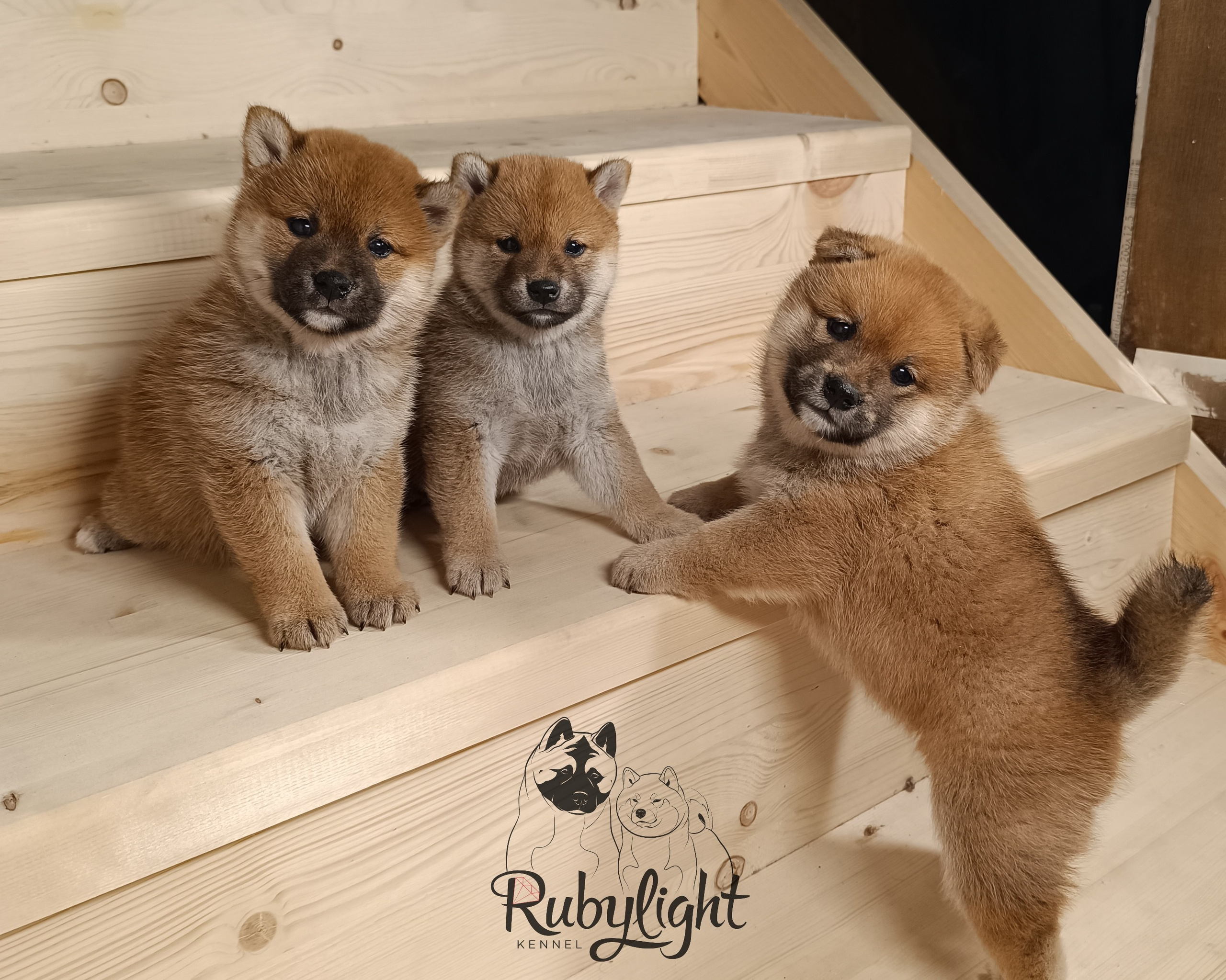 Сиба Помёт Е питомник Рубилайт