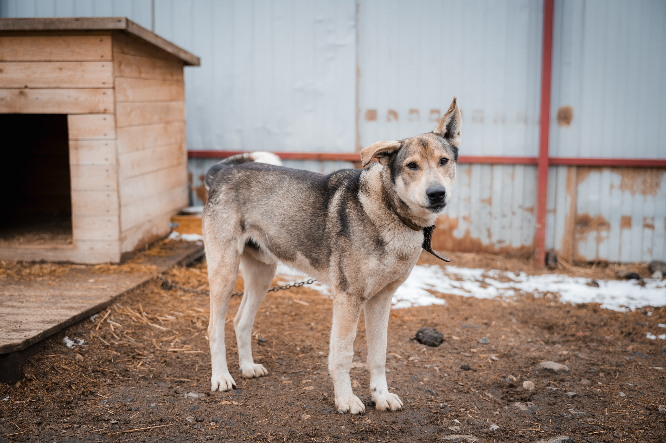 Харди. Улыбка собаки — спасение и пристройство бездомных собак