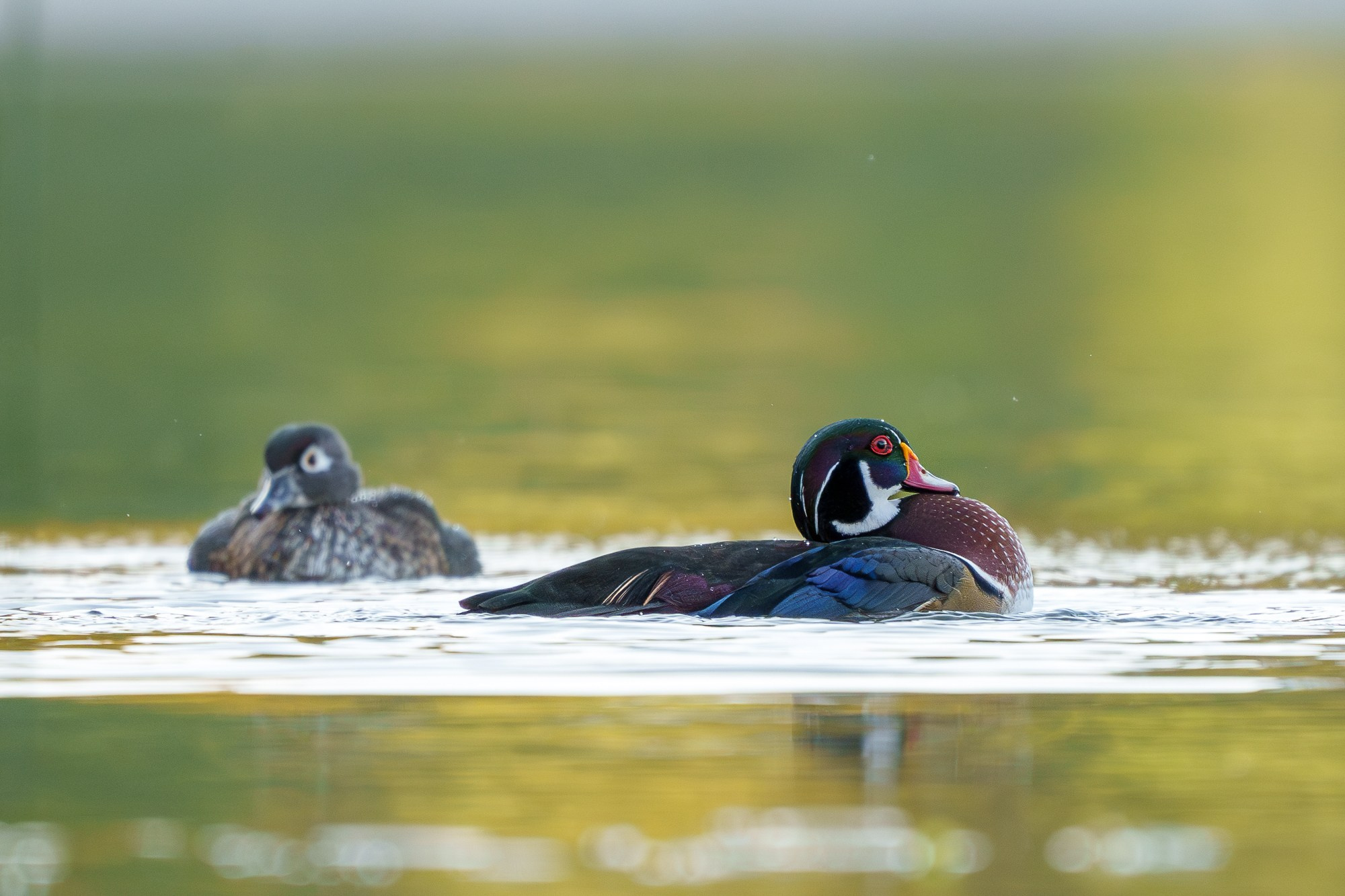 Удивительные мир птиц. Вокруг нас столько прекрасного — присмотритесь!. Ваш личный фотограф Марина Волкова