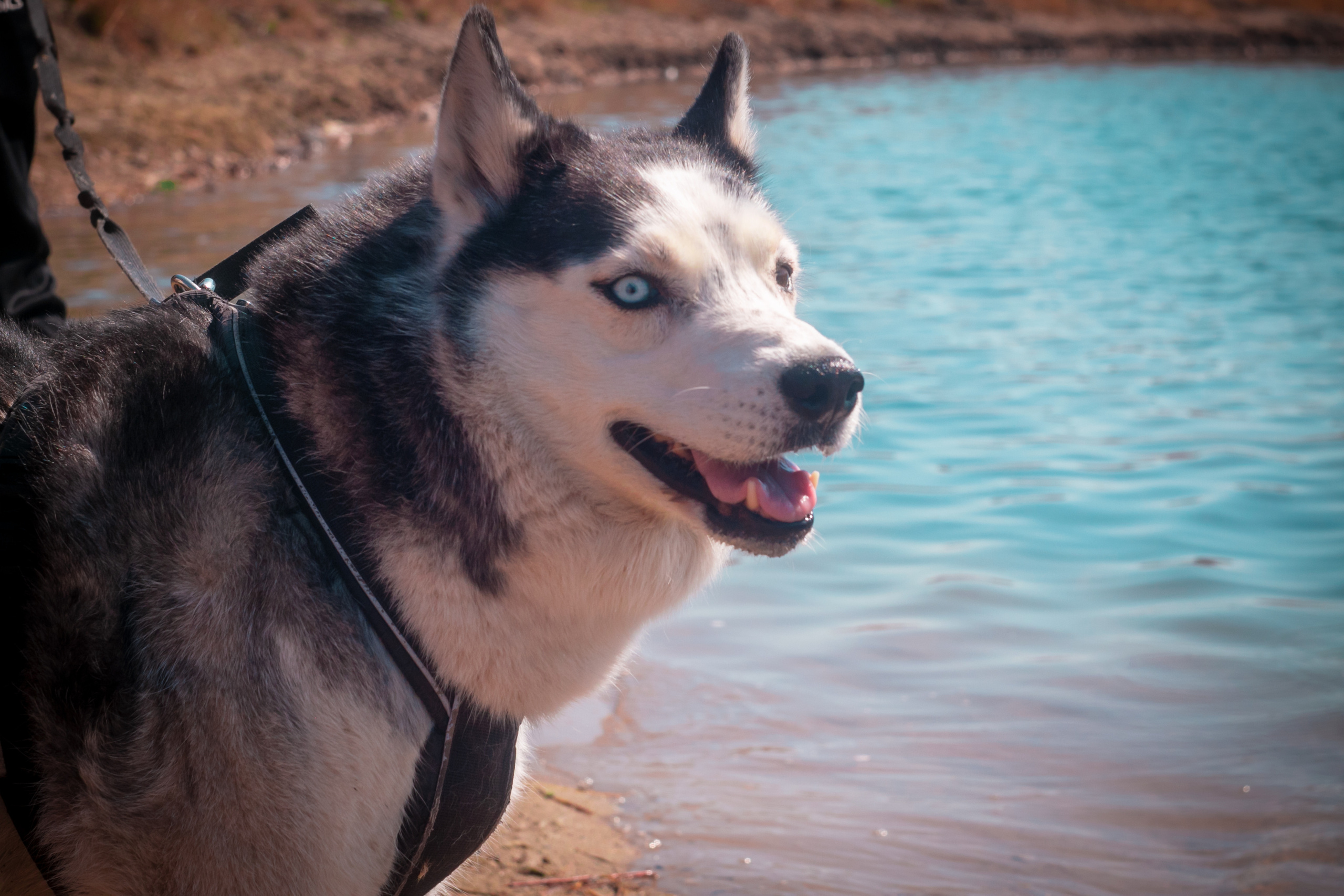 Фестиваль «Забайкальская весна — 2023». Алексей Островский — Фотограф г. Чита