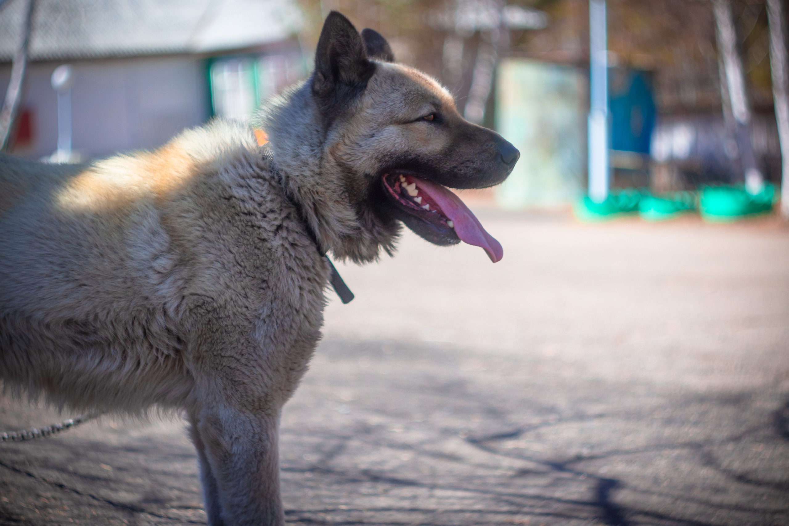 Искра — ИШВ — май 2023. Алексей Островский — Фотограф г. Чита