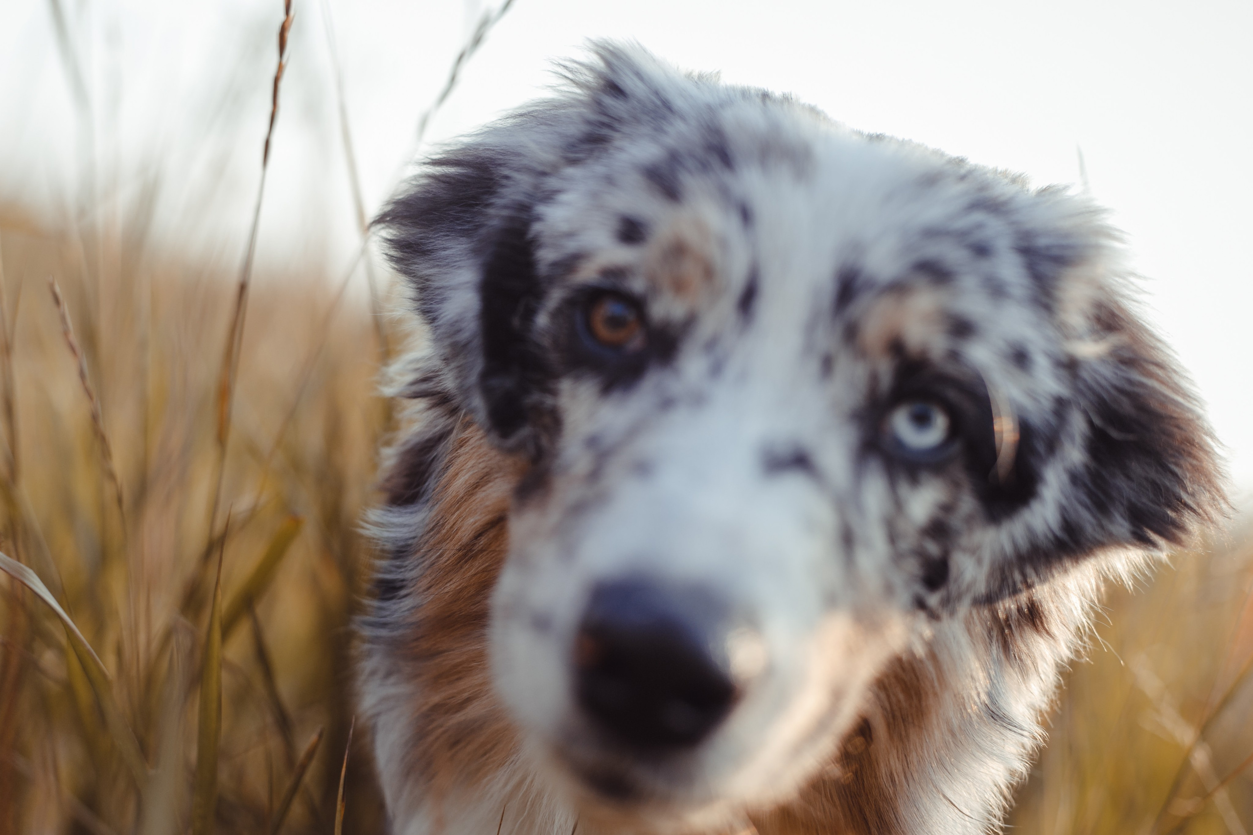 Mike. PHOTOGRAPHER romanoff-egor