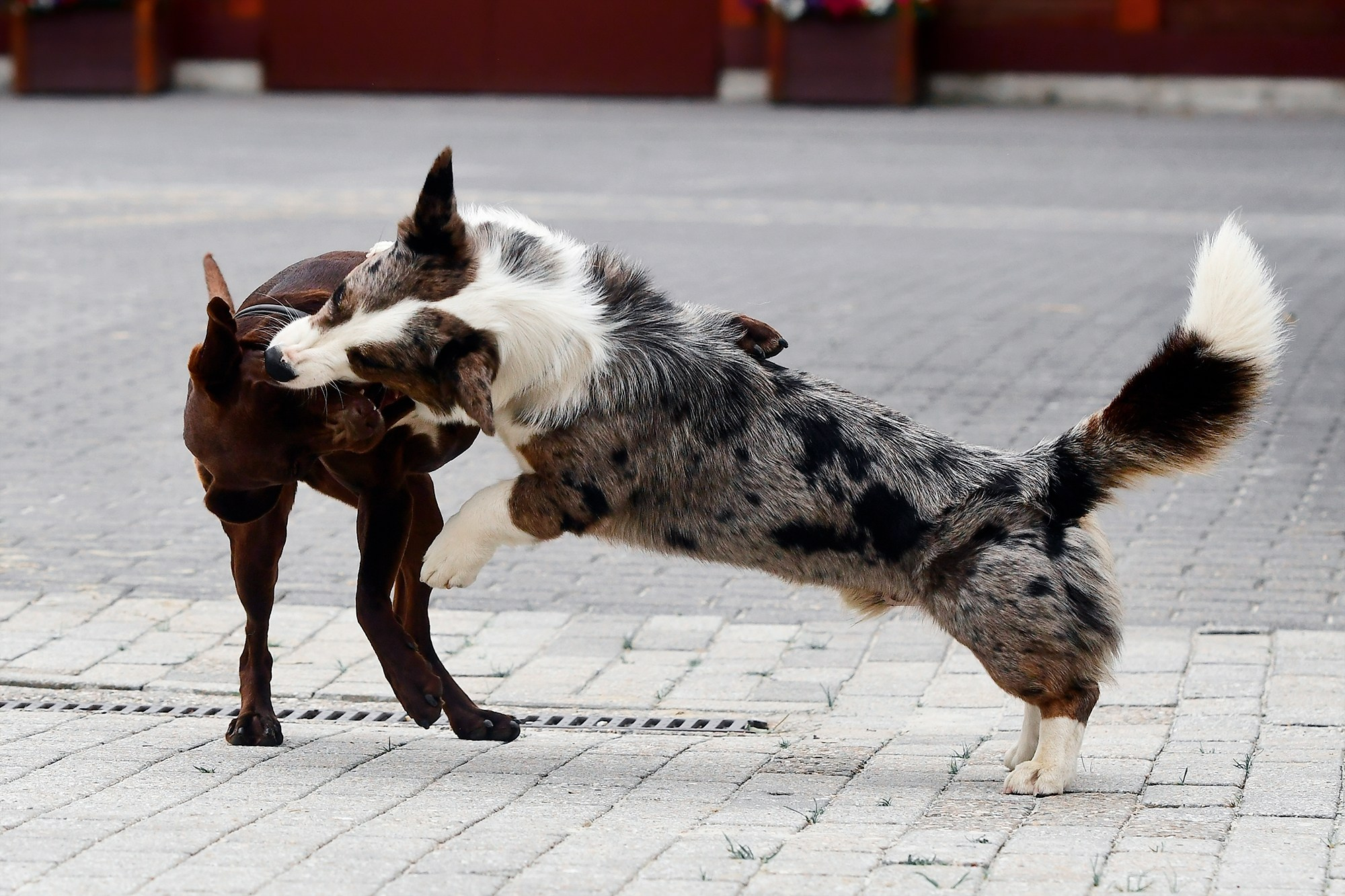 ЕС. Конный фотограф Alesya Safe