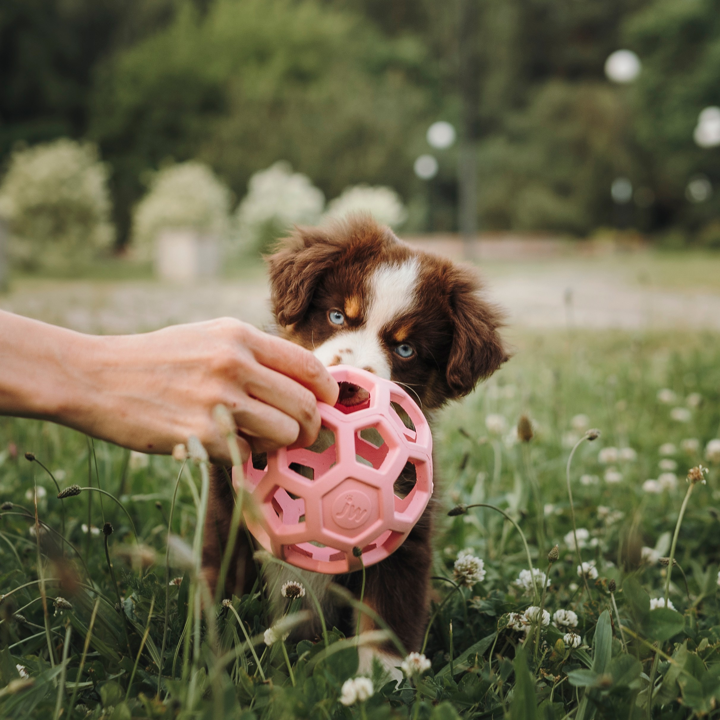 Вика, Ари и Нави. Семейный фотограф анималист Ананьева Мария — Москва