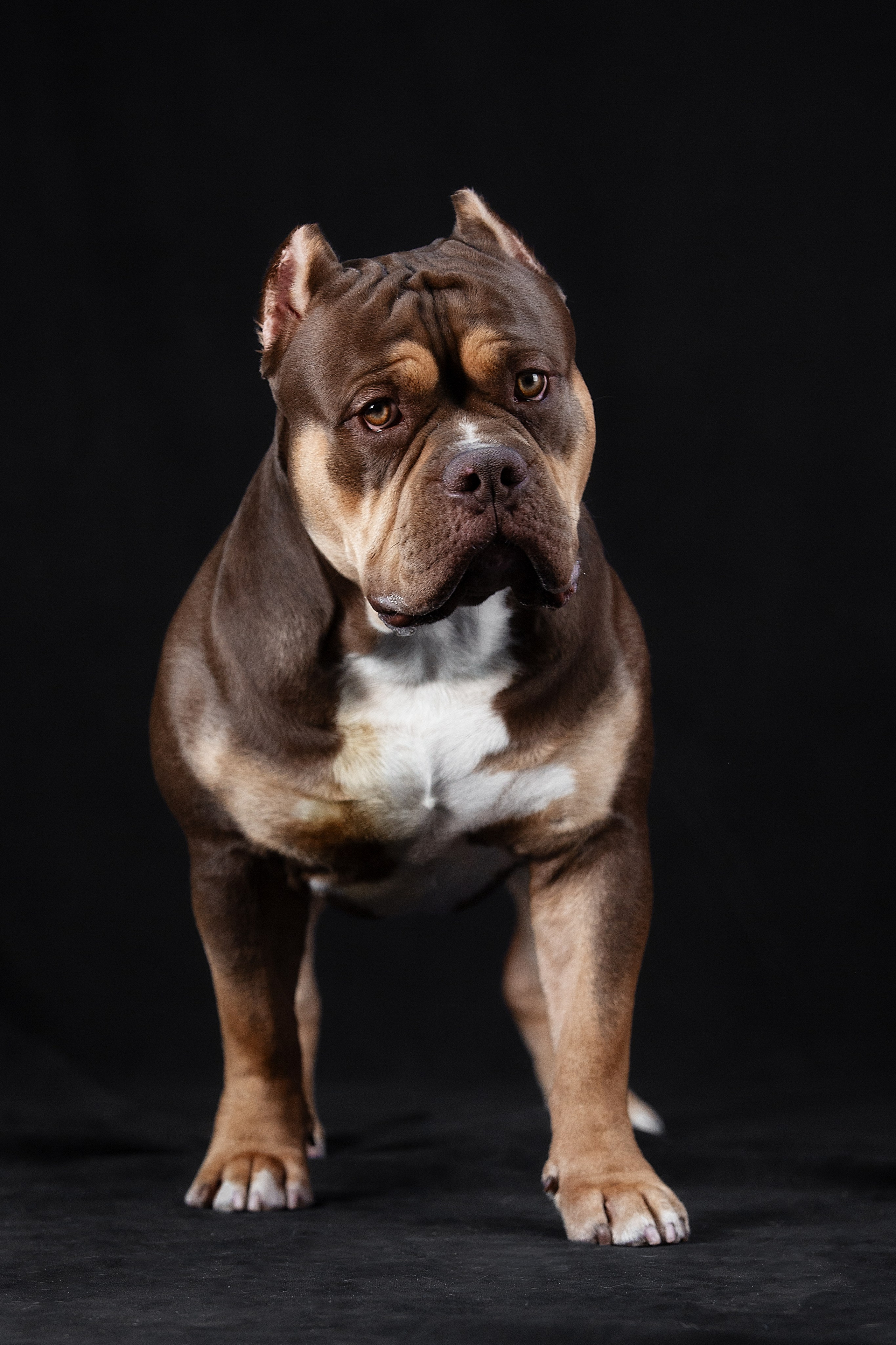 Фотосъемка Собак. Фотограф Анималист Наталья Корс Екатеринбург