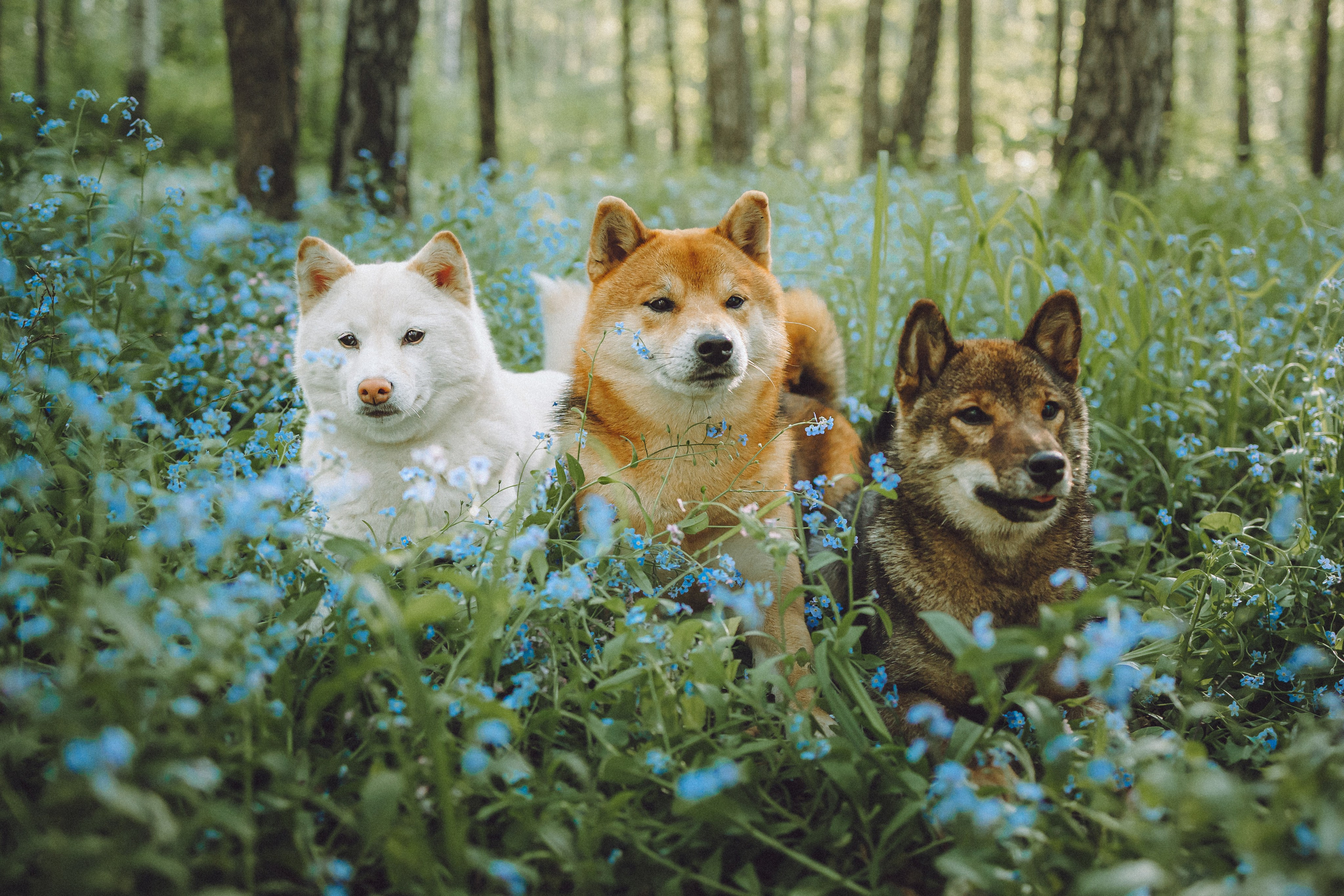 Шед, Цири, Чиби, Цера и их семья