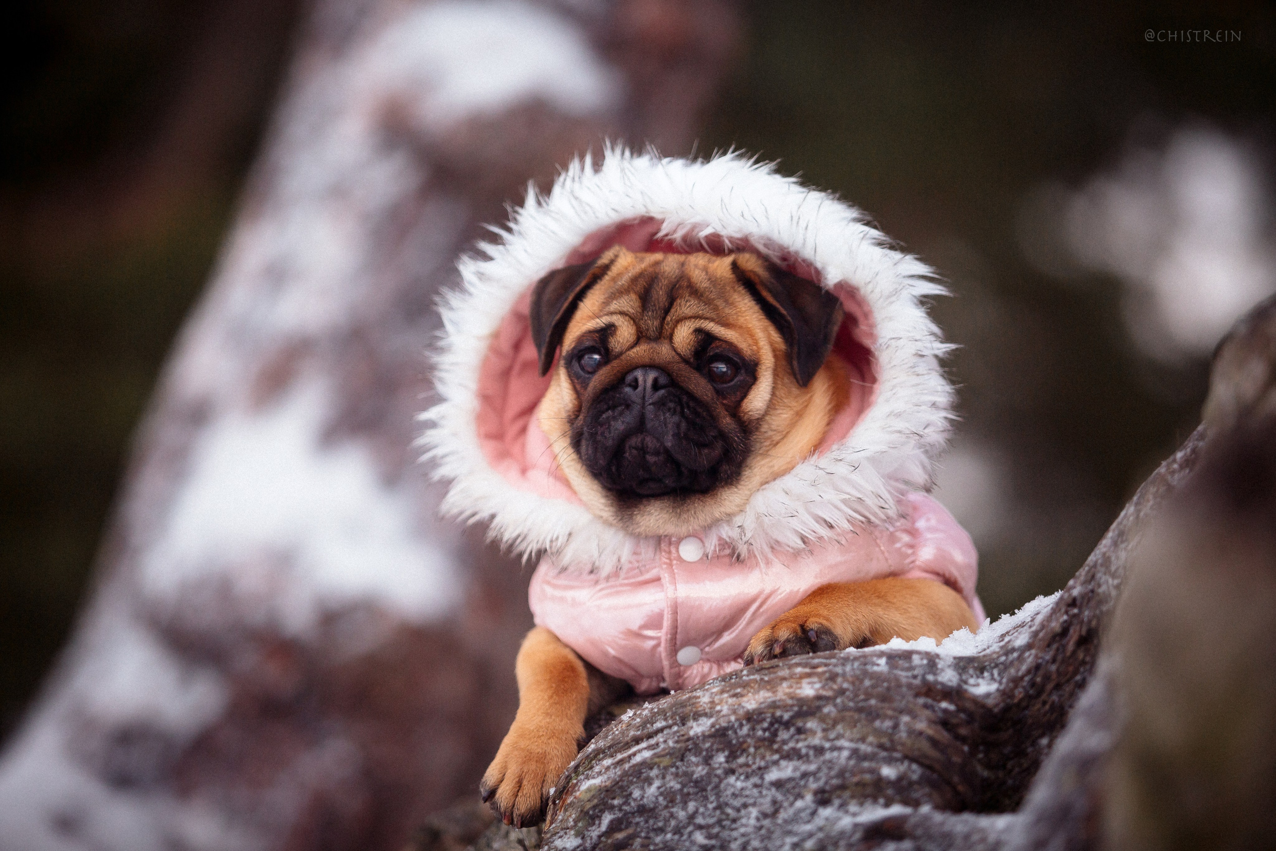 Новогоднее настроение. Роза. Фотограф-анималист Наталия Чистюхина в г. Сосновый Бор и ЛО