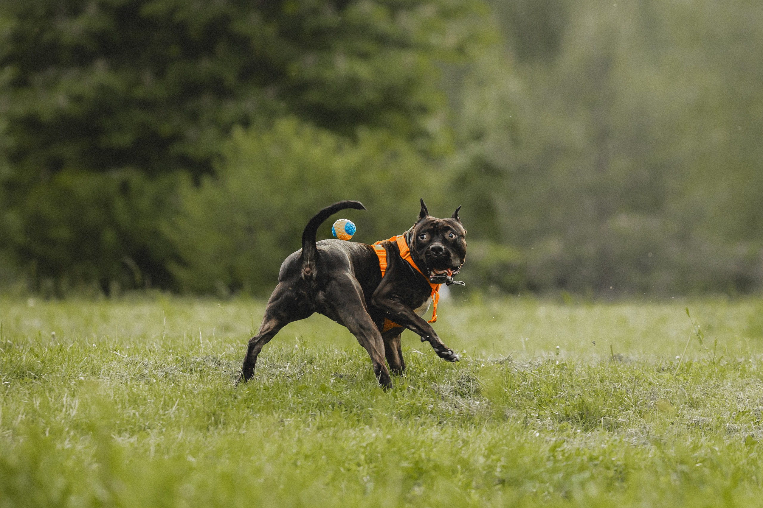 Паша, Хайди и Тея