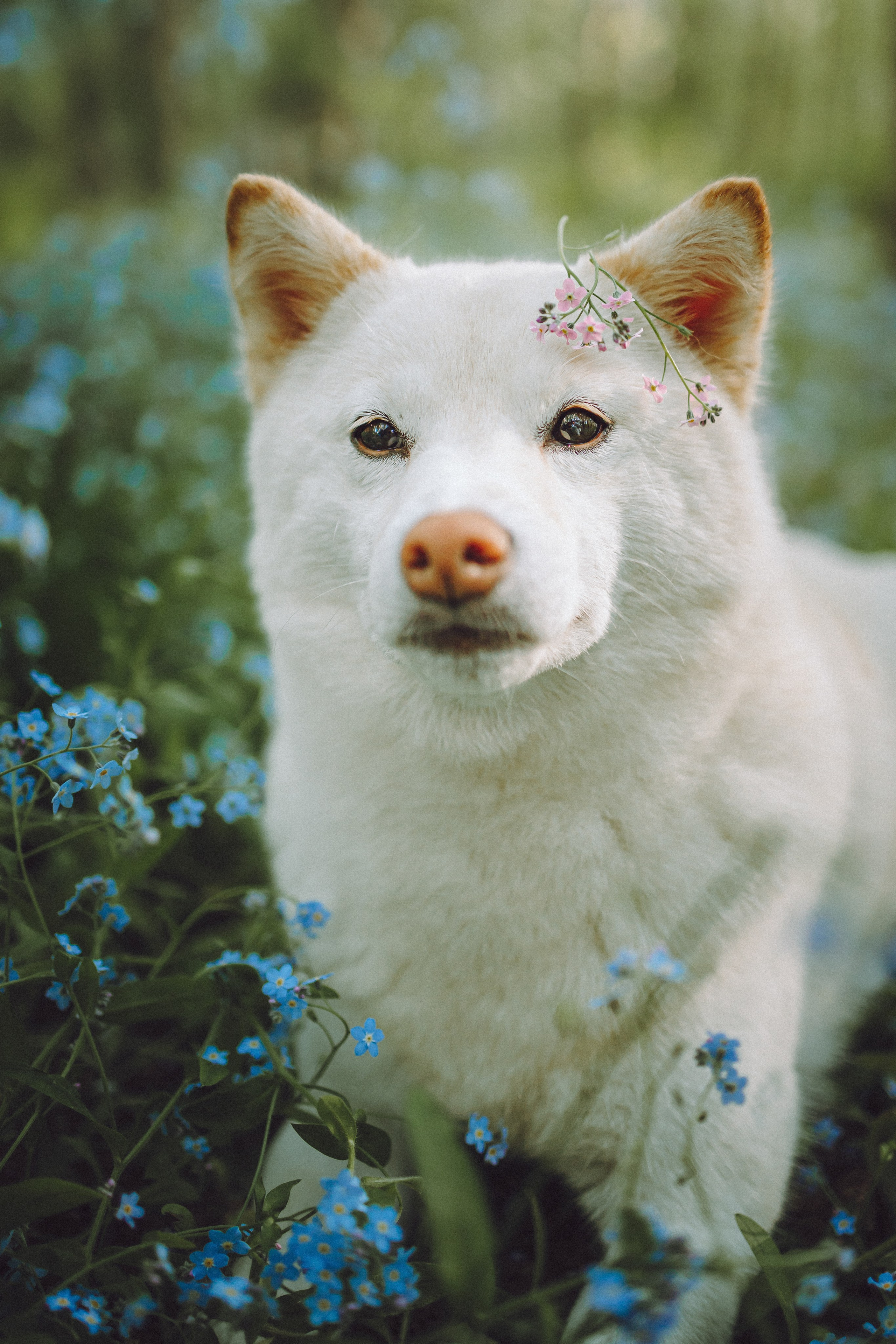 Шед, Цири, Чиби, Цера и их семья