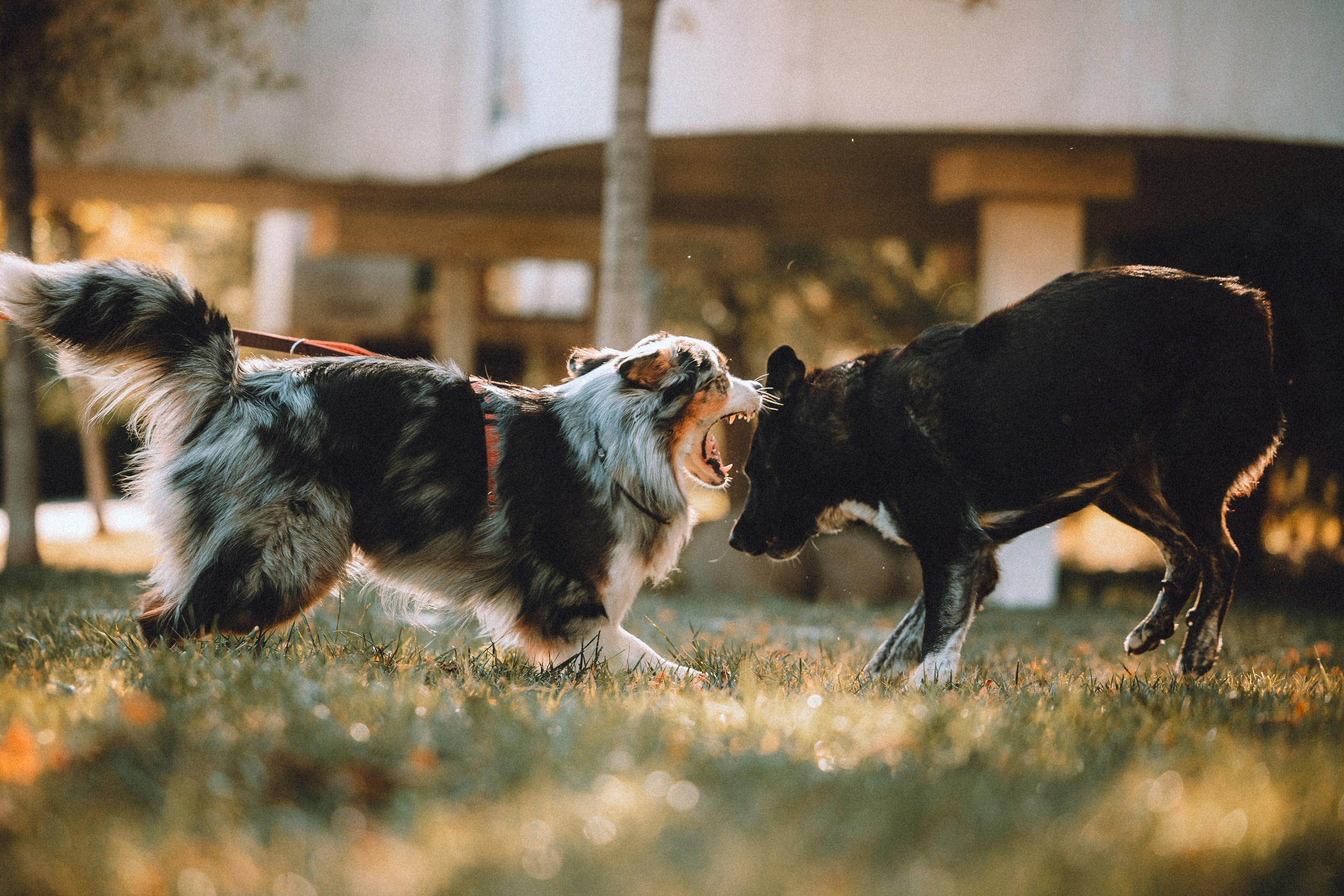 Саша, Рома и Один