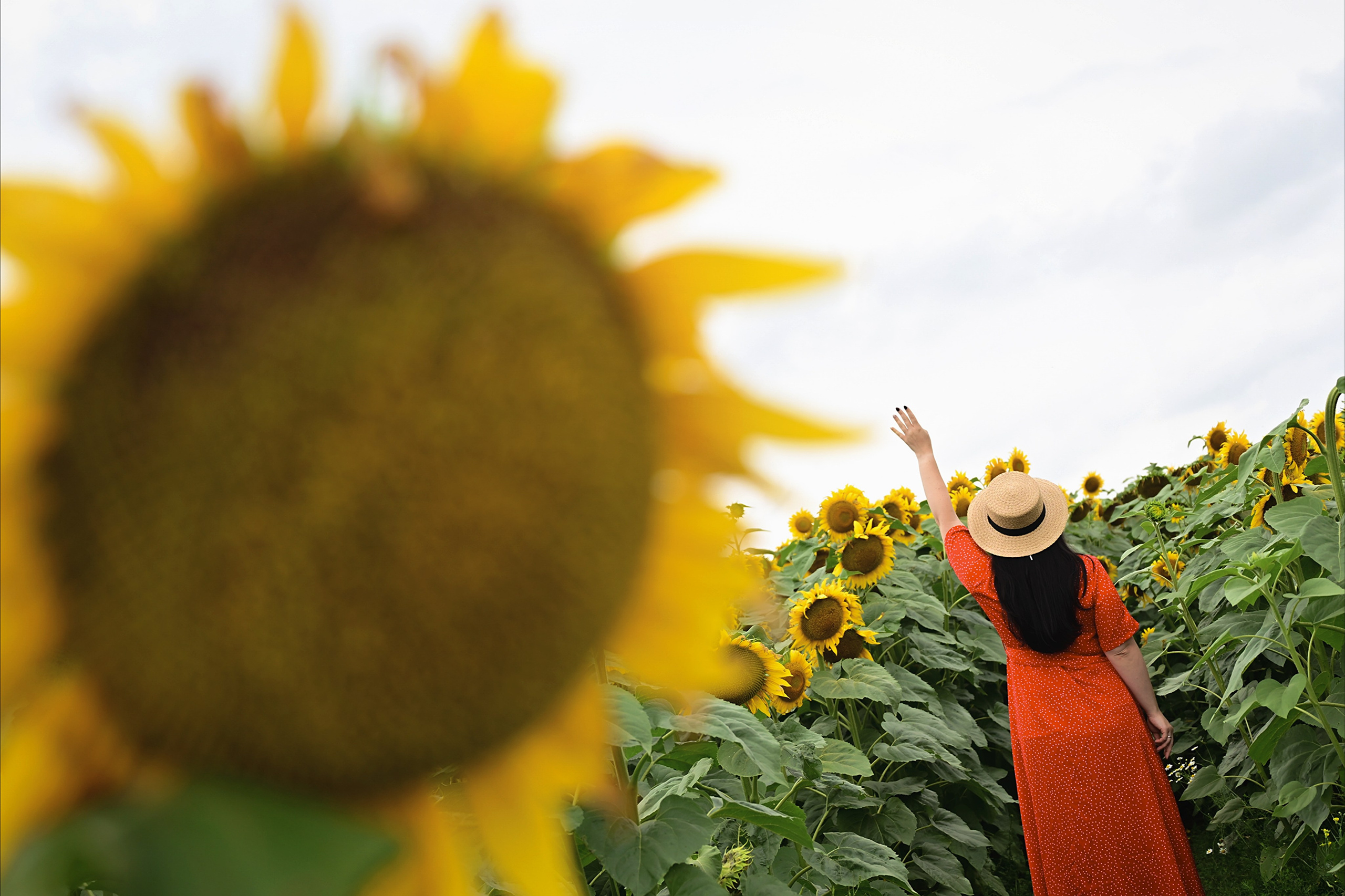 Девушка в шляпе в поле с подсолнухами