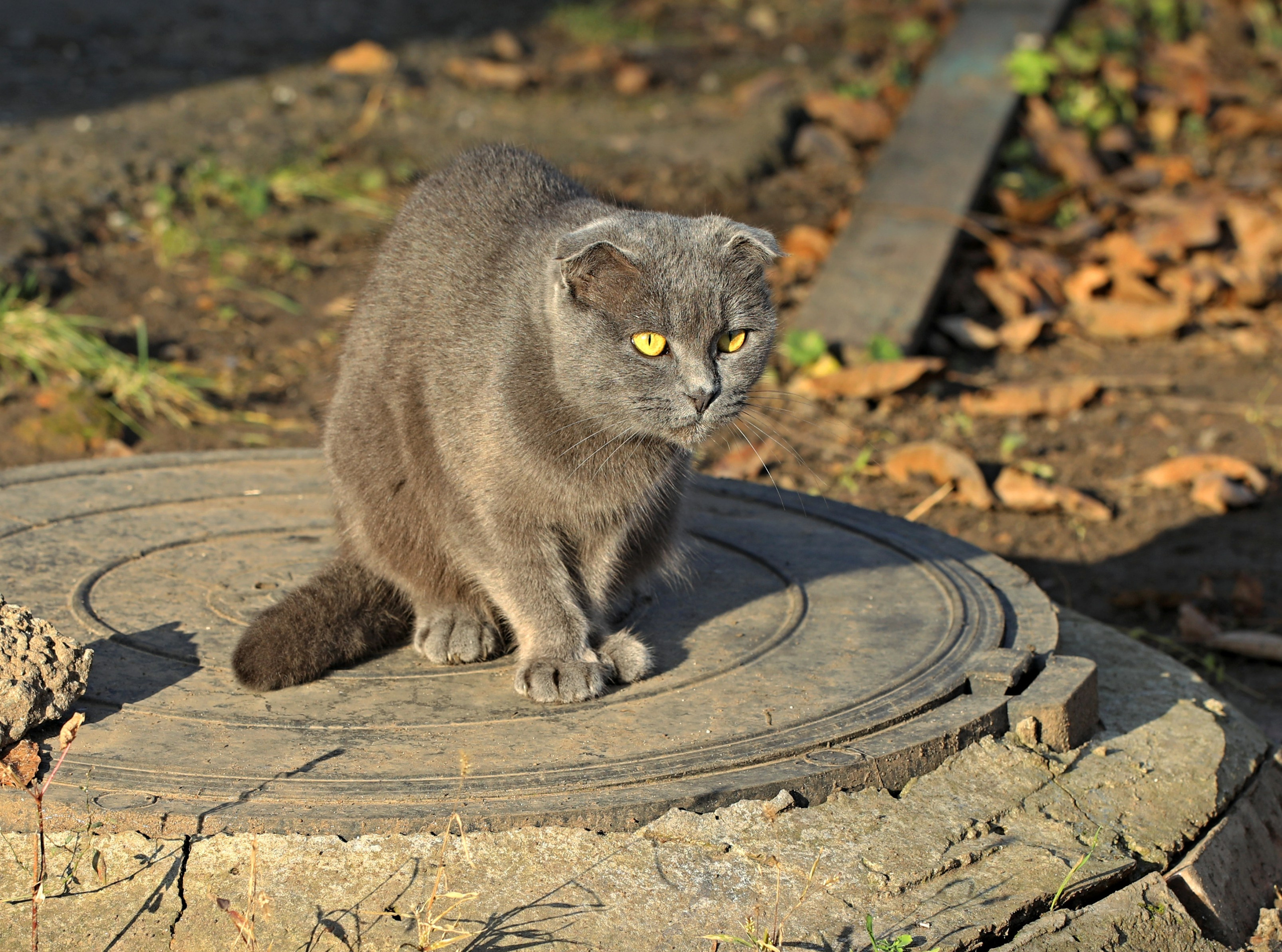 Домашние животные-Кошки. Фото-художник и Репортажный фотограф Николаев Александр Алексеевич