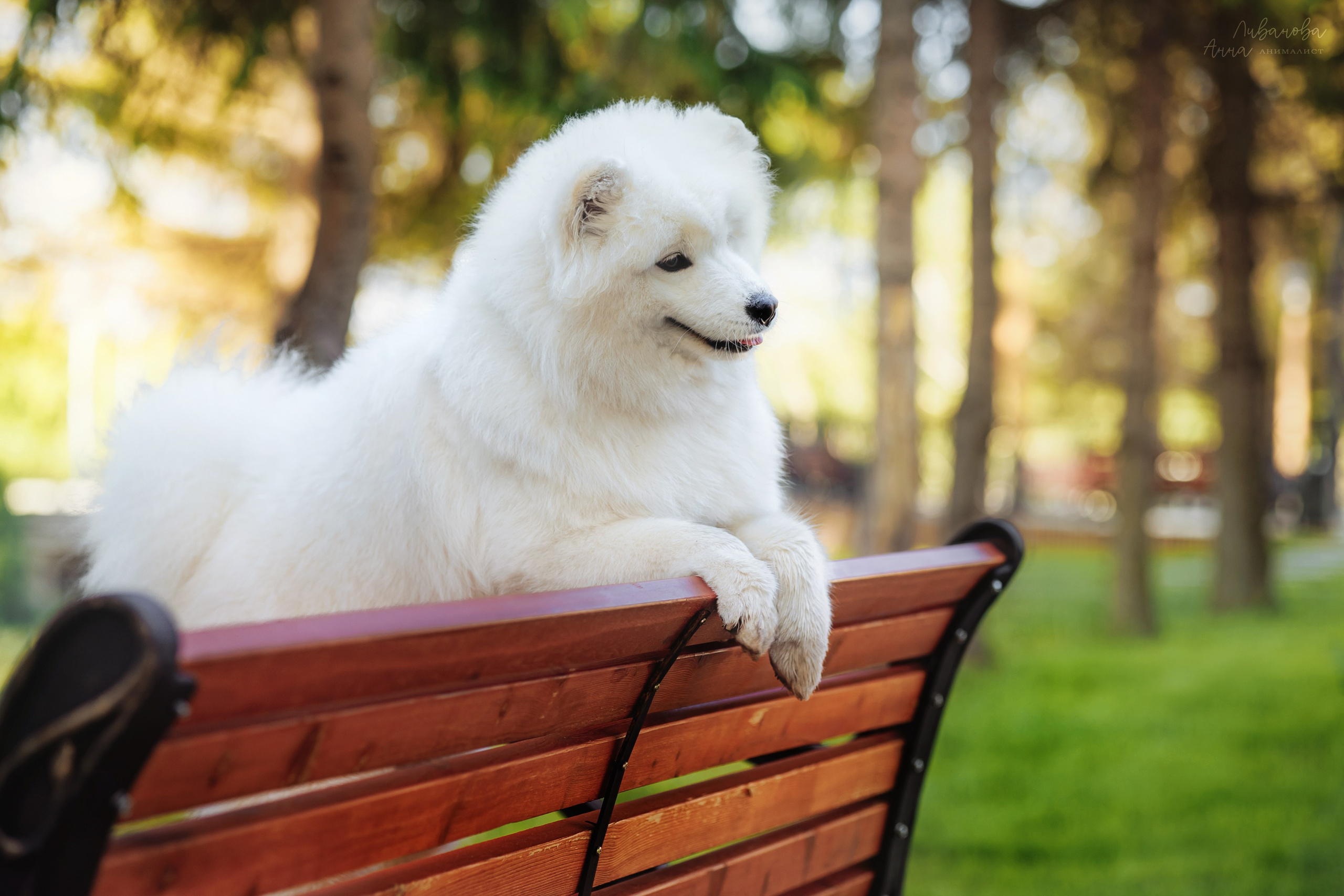 Наташа и Кимми. Фотограф анималист Аня Ливанова | Рыбинск