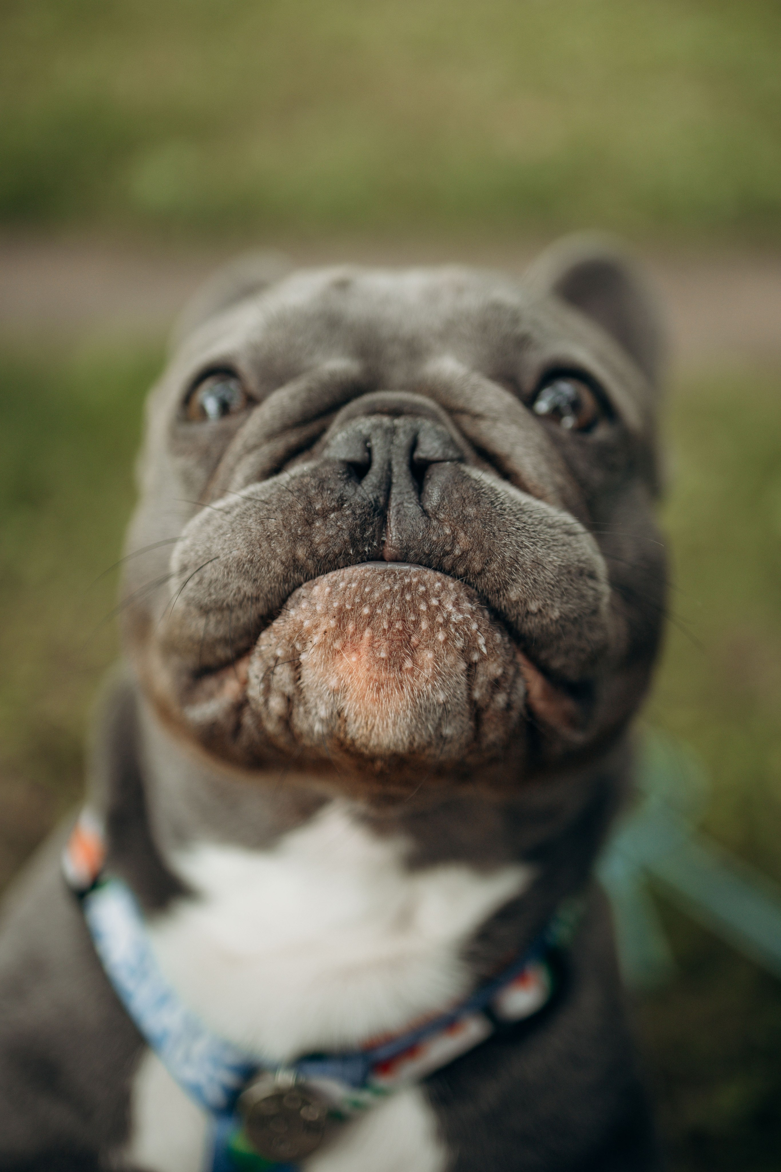 Грей и его семья