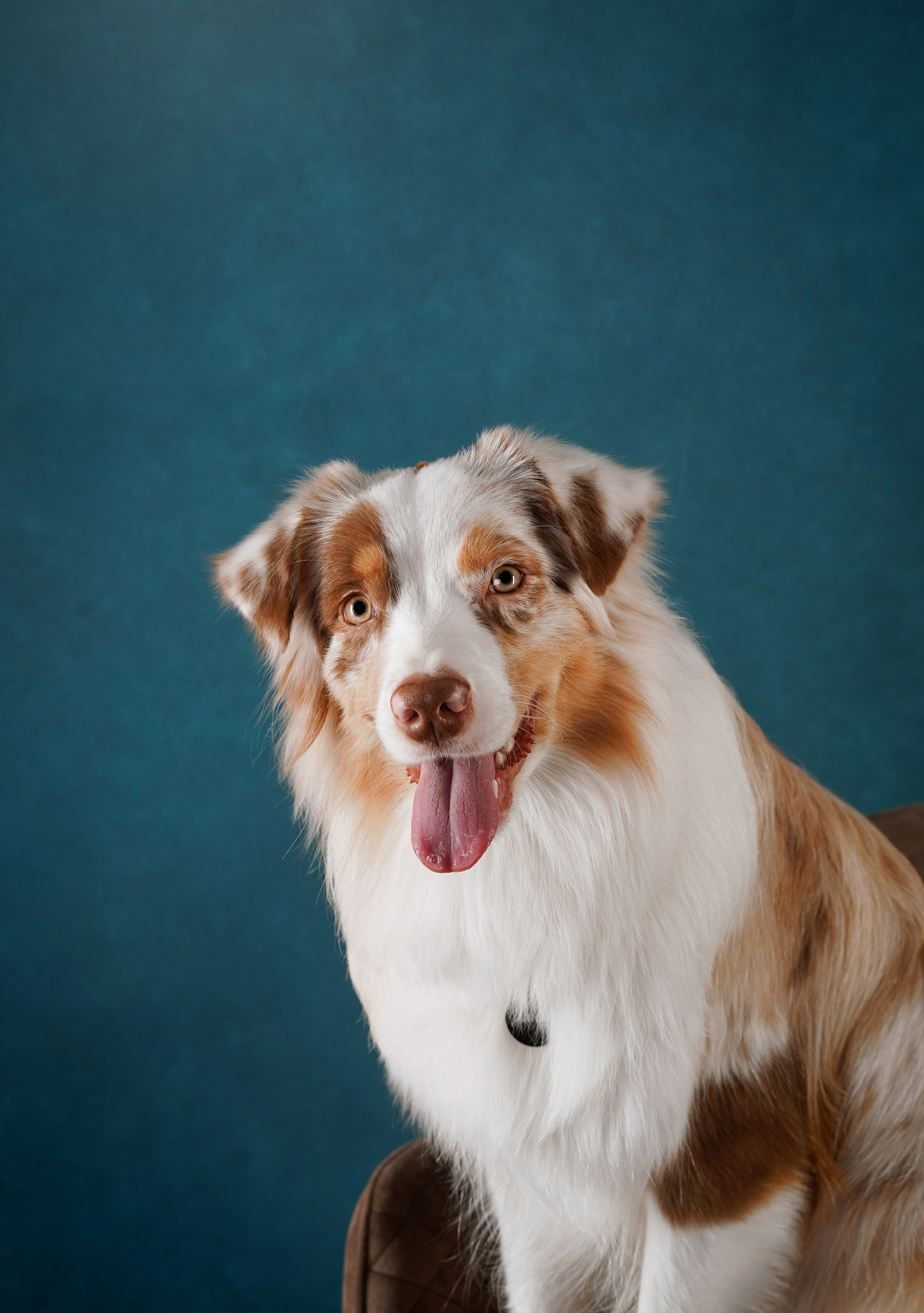 Юни и Панда. Фотограф-анималист в Санкт-Петербурге Яна Мартынова