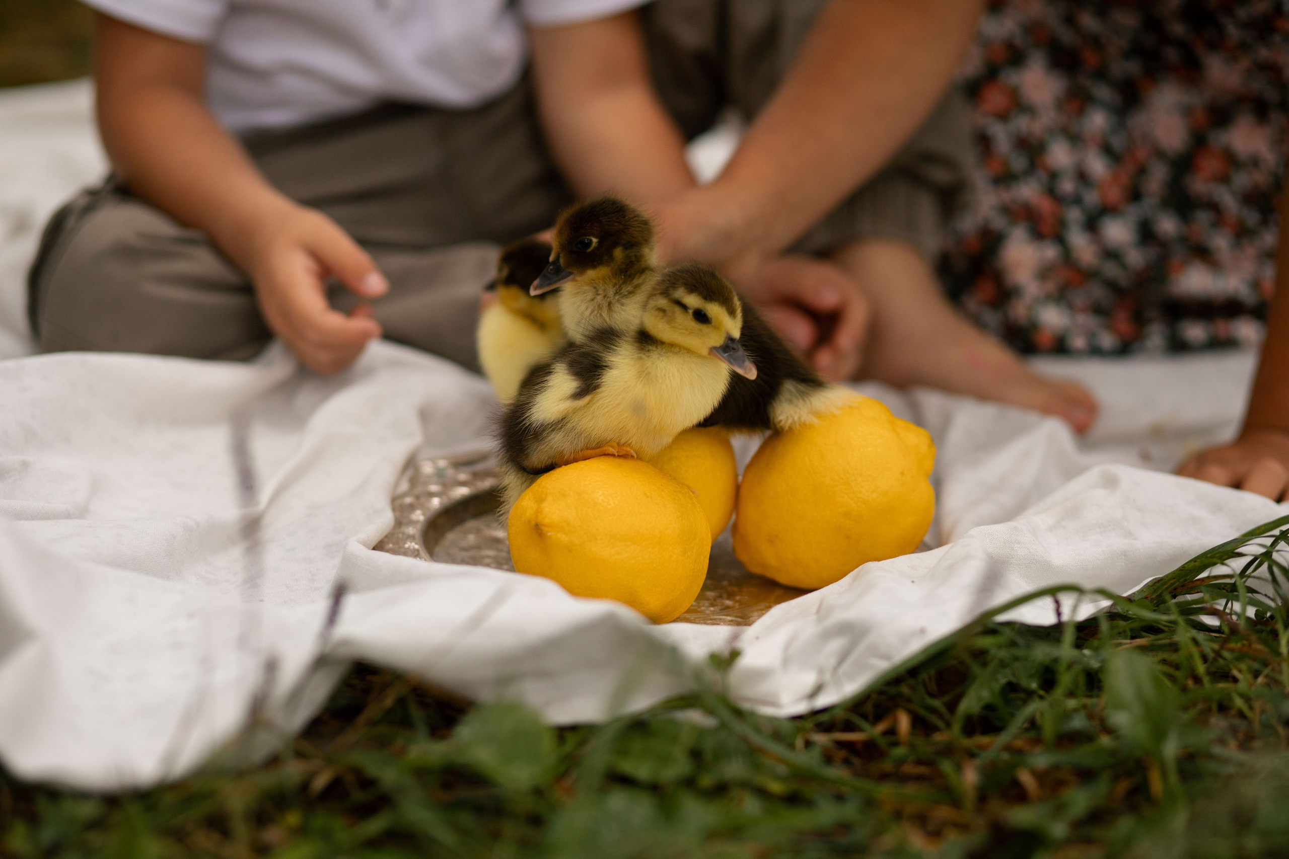 Большая стирка с утятами. Фотограф Алексин|Тула