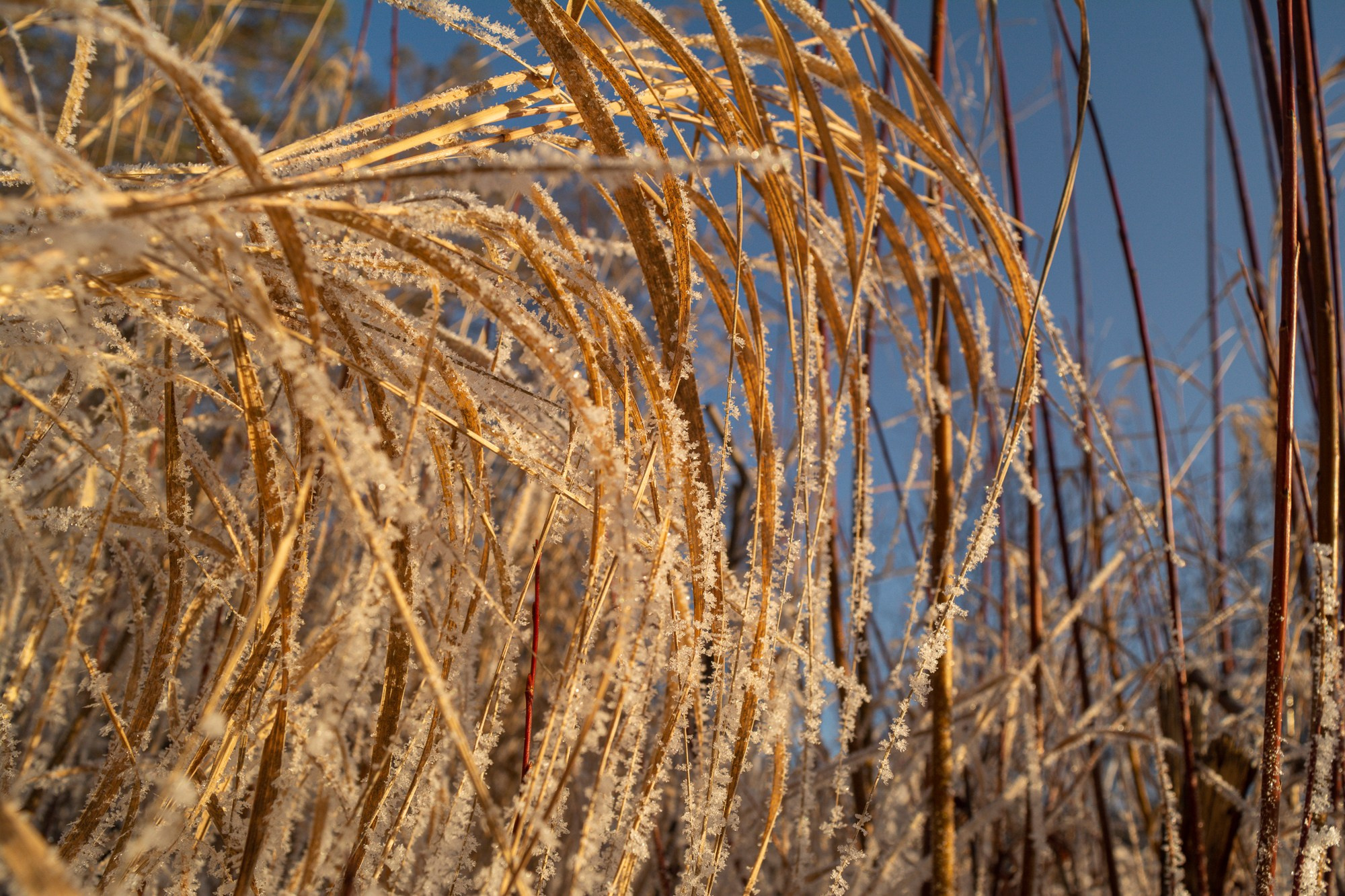 Разное. Репортажный фотограф г. Чита
