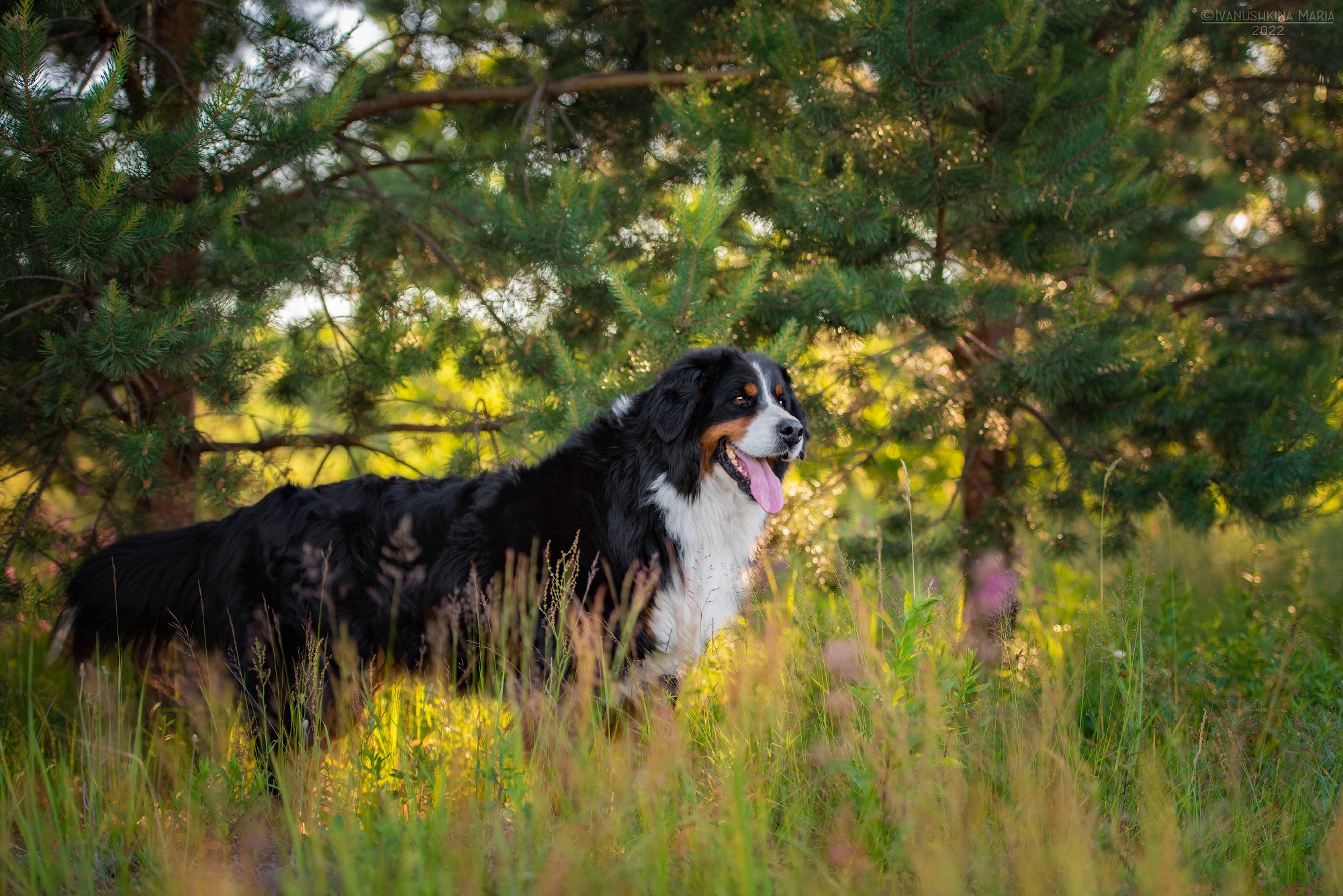 бернский зенненхунд