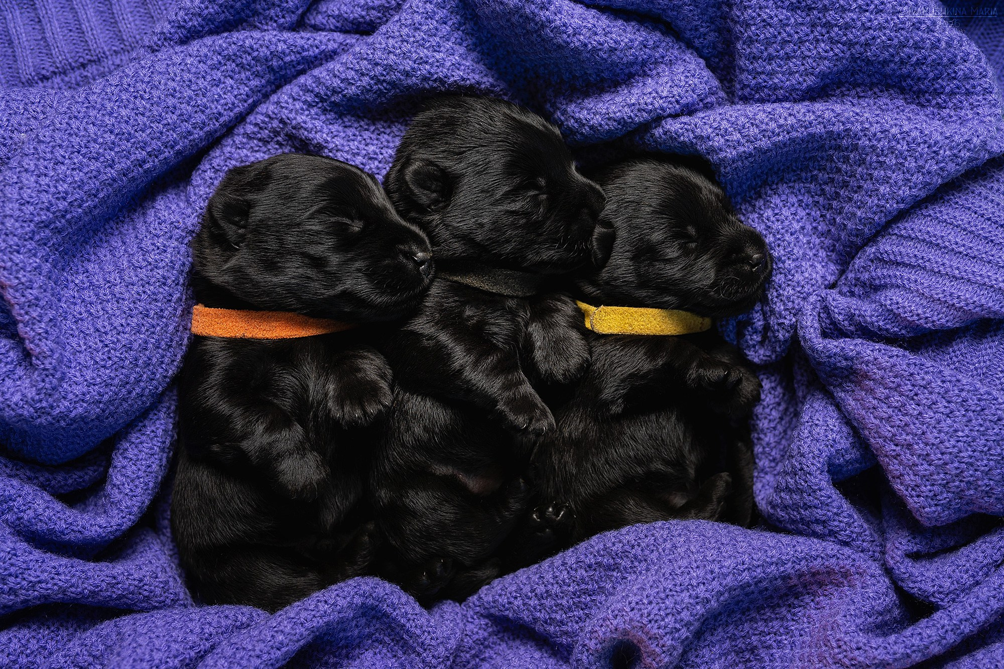Ньюборн фотосессия щенков. Фотограф собак в Москве и Московской области Иванушкина Мария