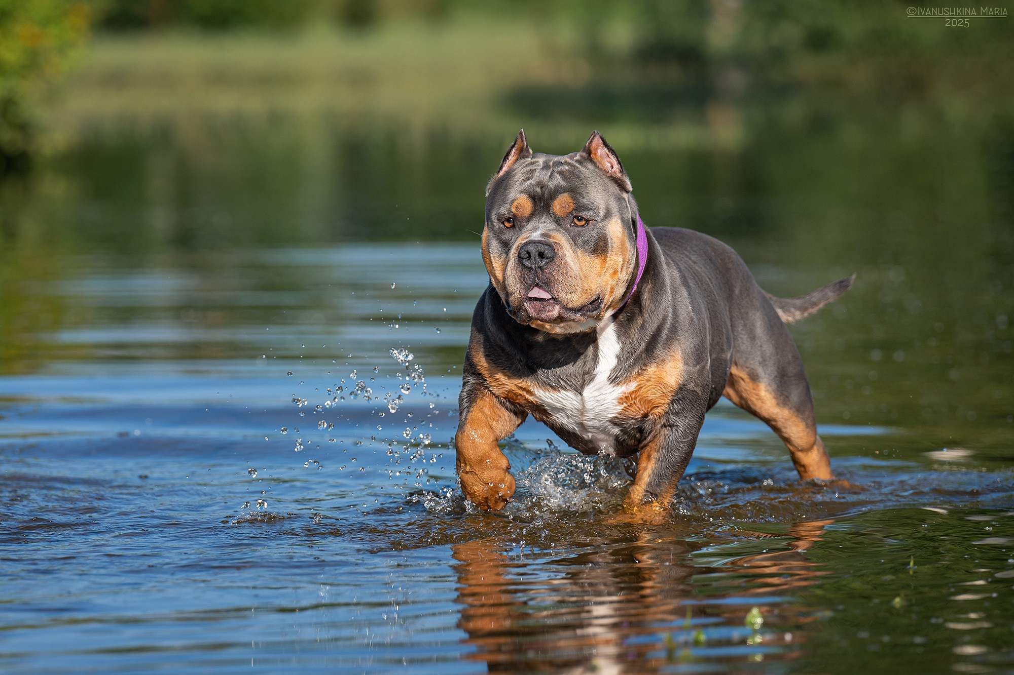 Фотограф-анималист. Фотограф собак в Москве и Московской области Иванушкина Мария