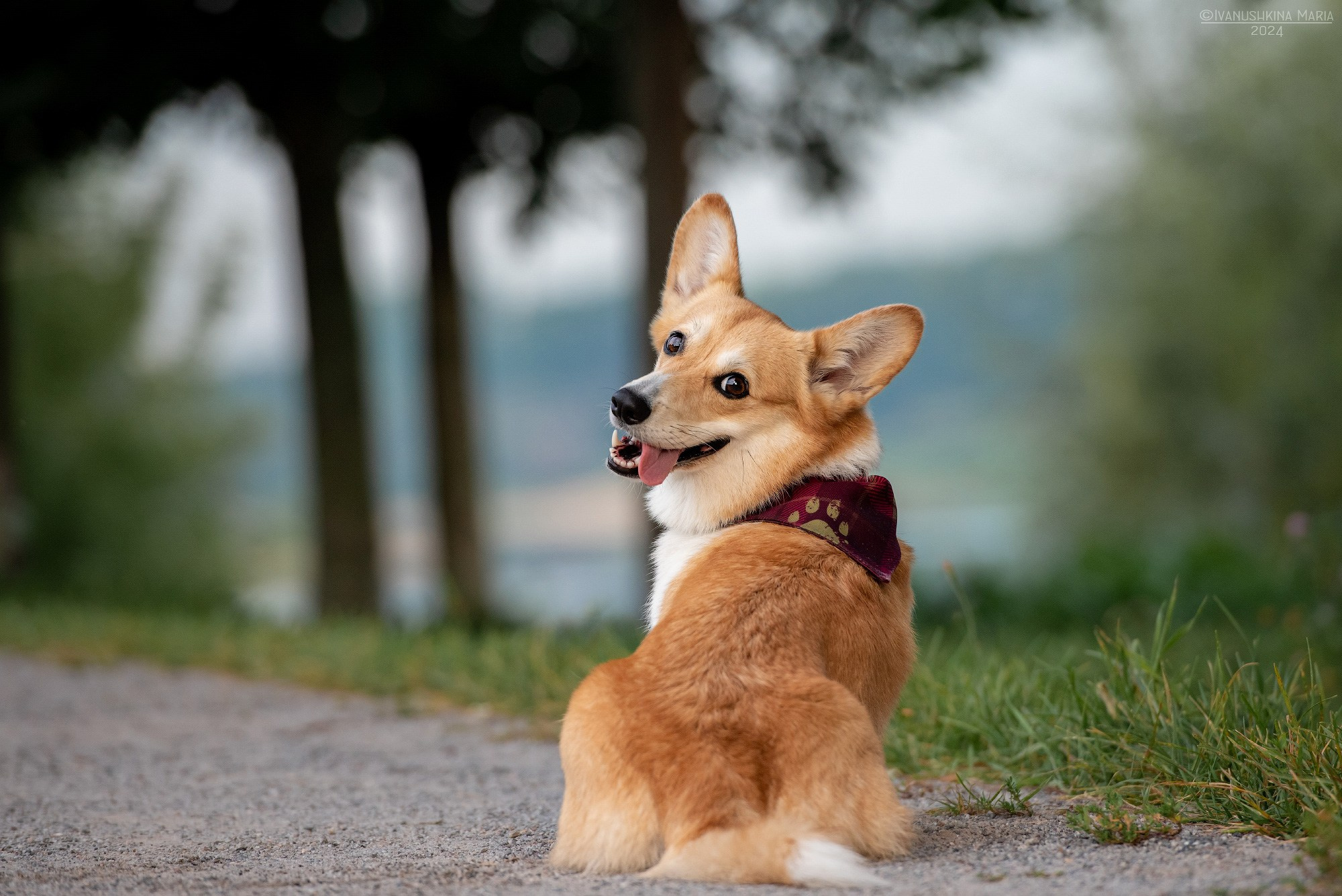 Фотограф-анималист. Фотограф собак в Москве и Московской области Иванушкина Мария