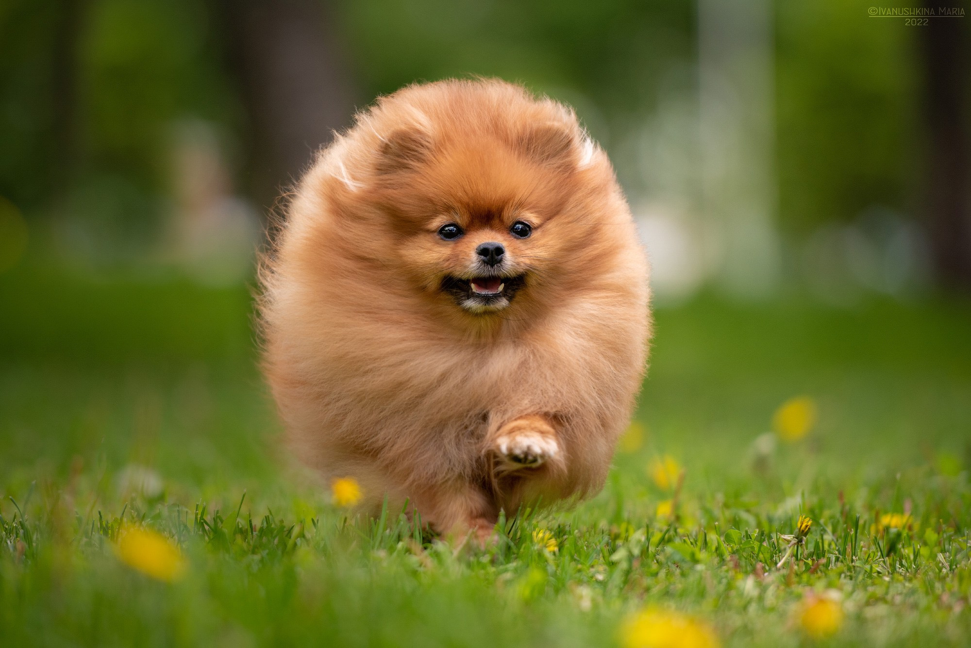 рыжий немецкий шпиц